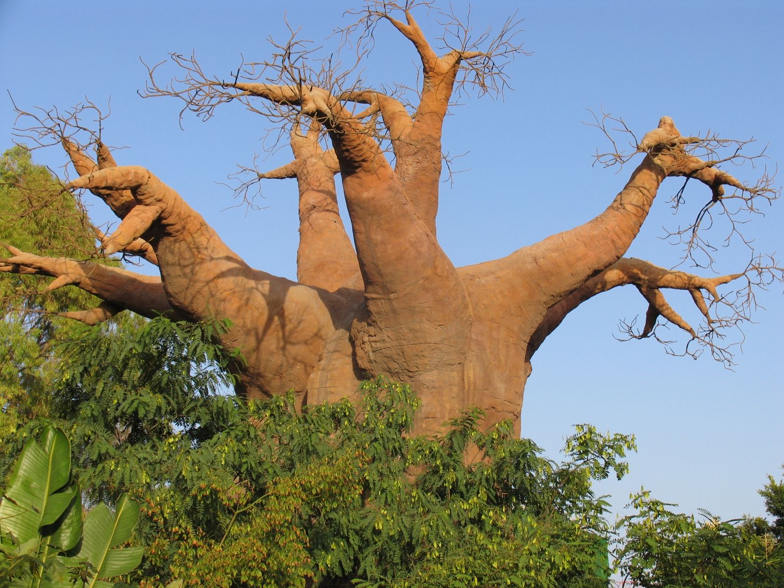 Баобаб дерево фото с человеком
