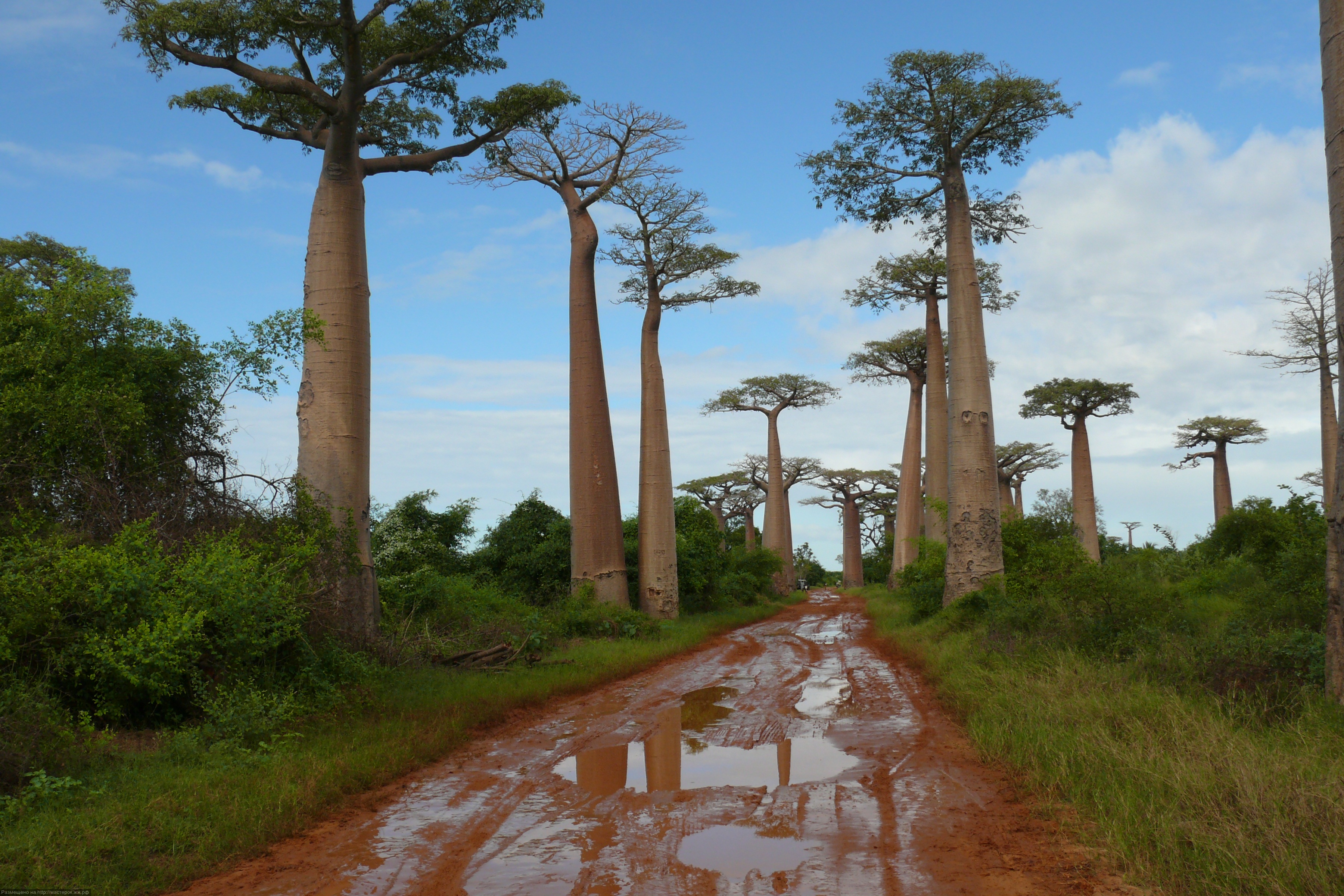 Фото баобаба дерево в африке