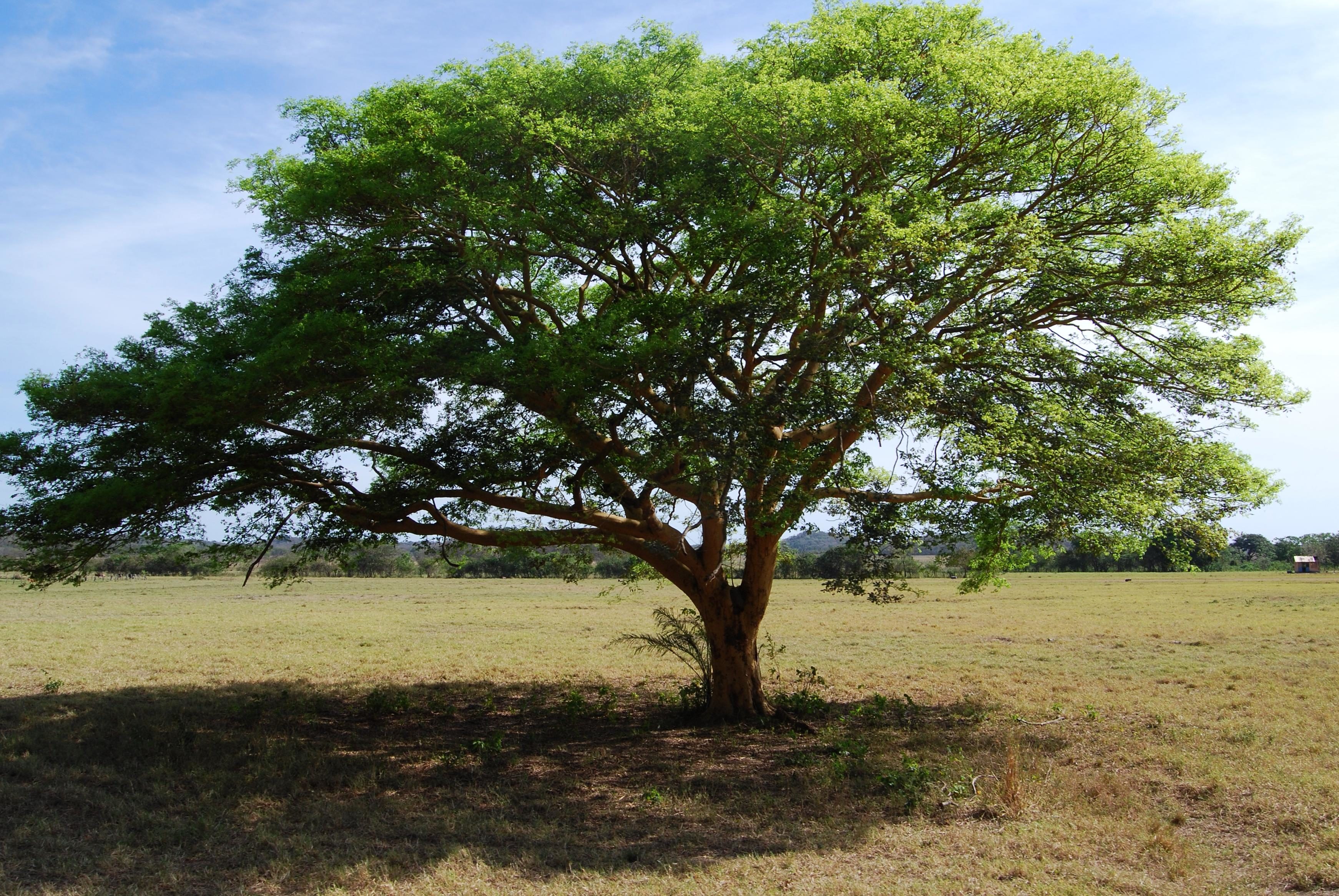Аррайян Южная Америка дерево