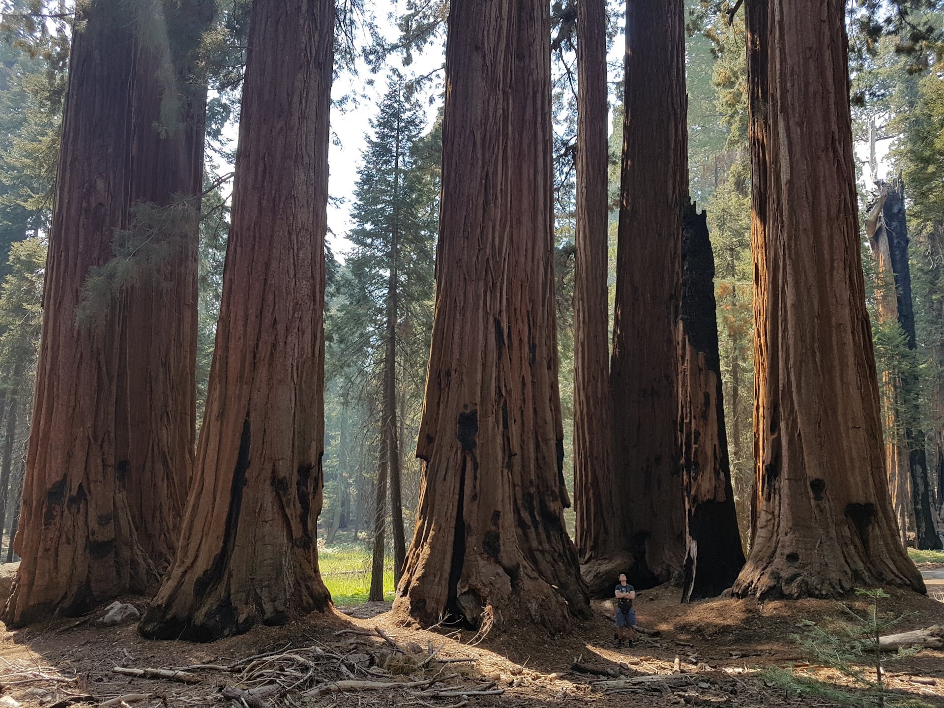 Секвойя вечнозелёная Sequoia sempervirens