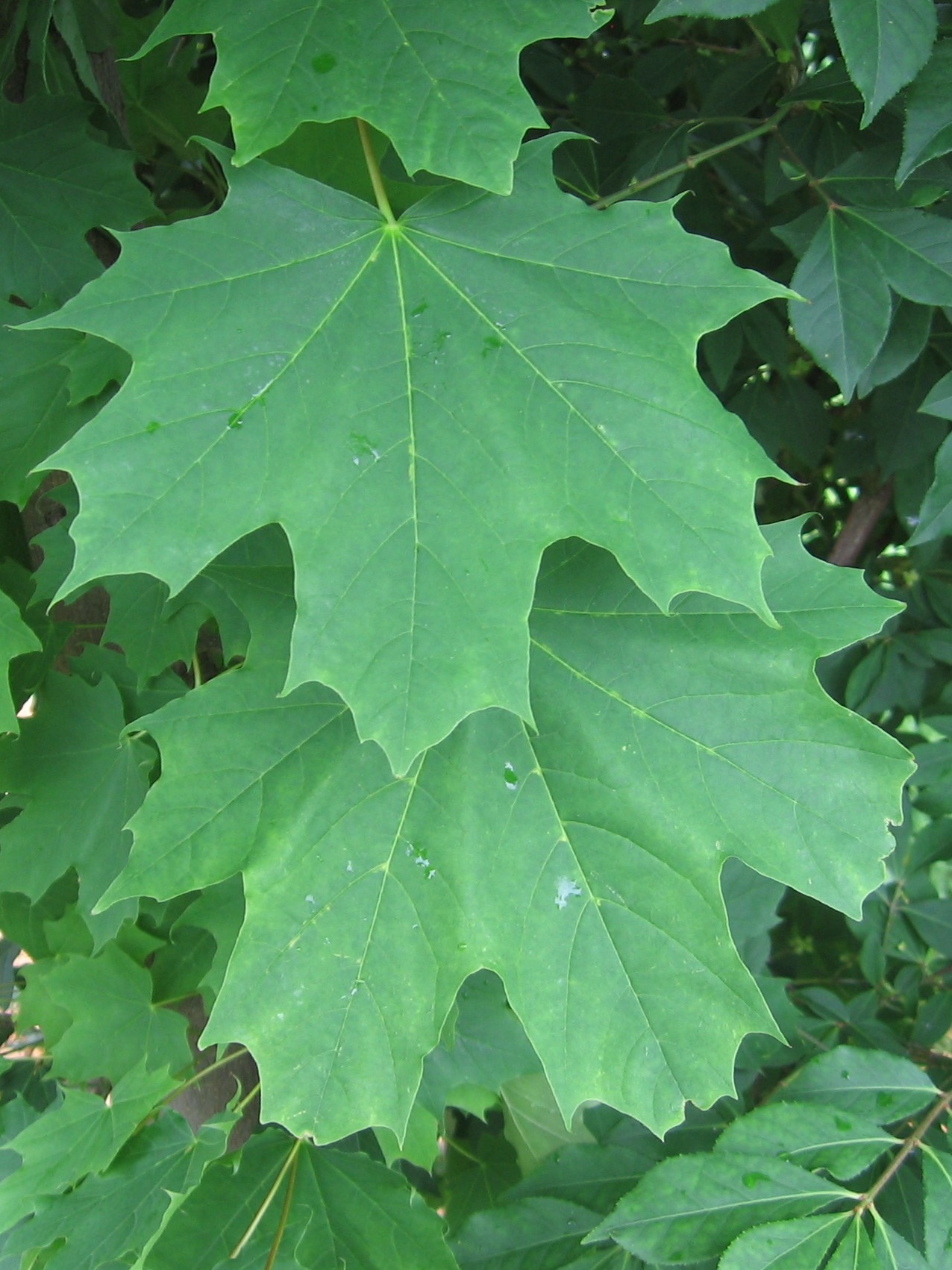 Acer platanoides 'stollii'