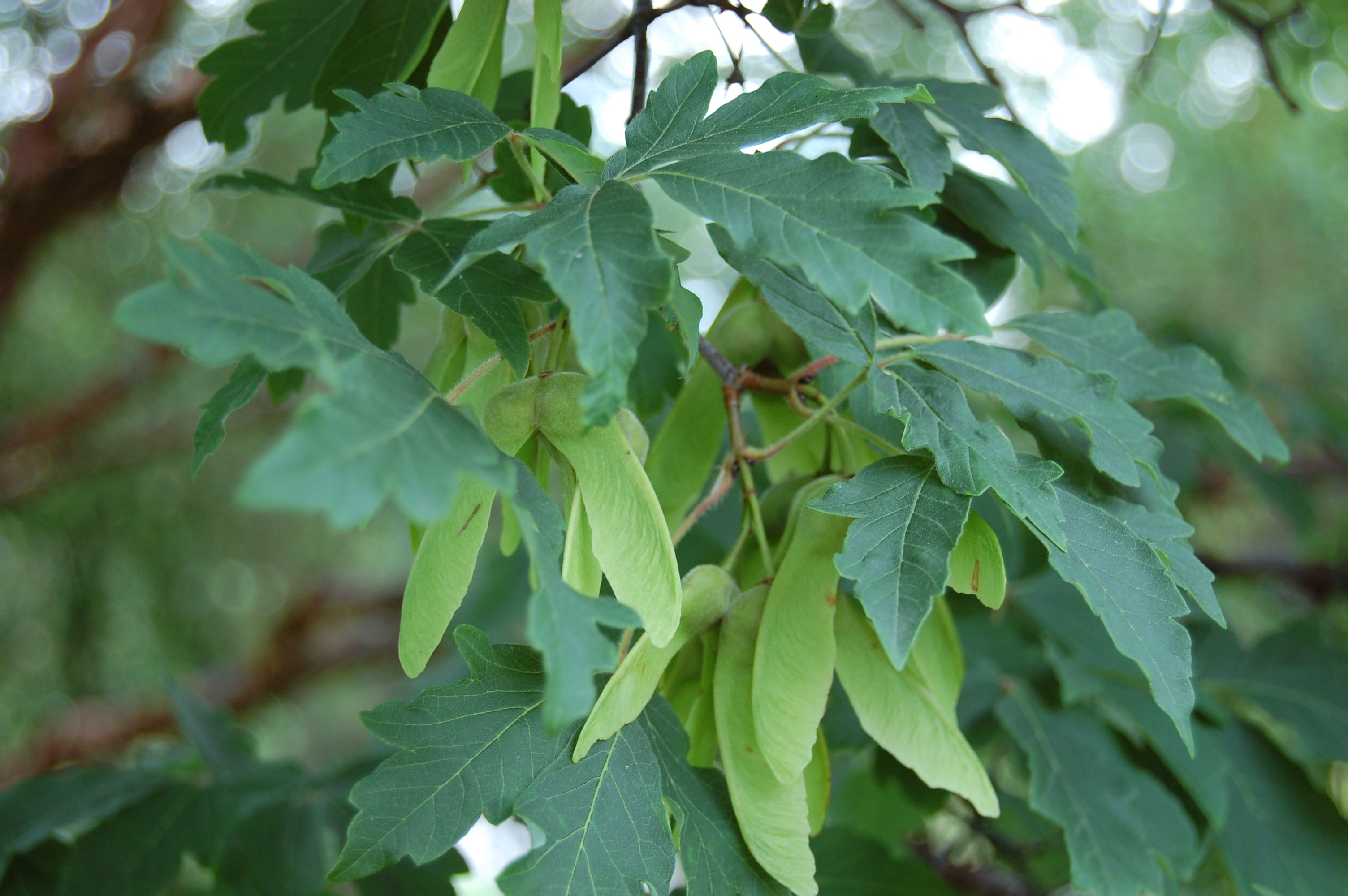 Acer griseum Leaf
