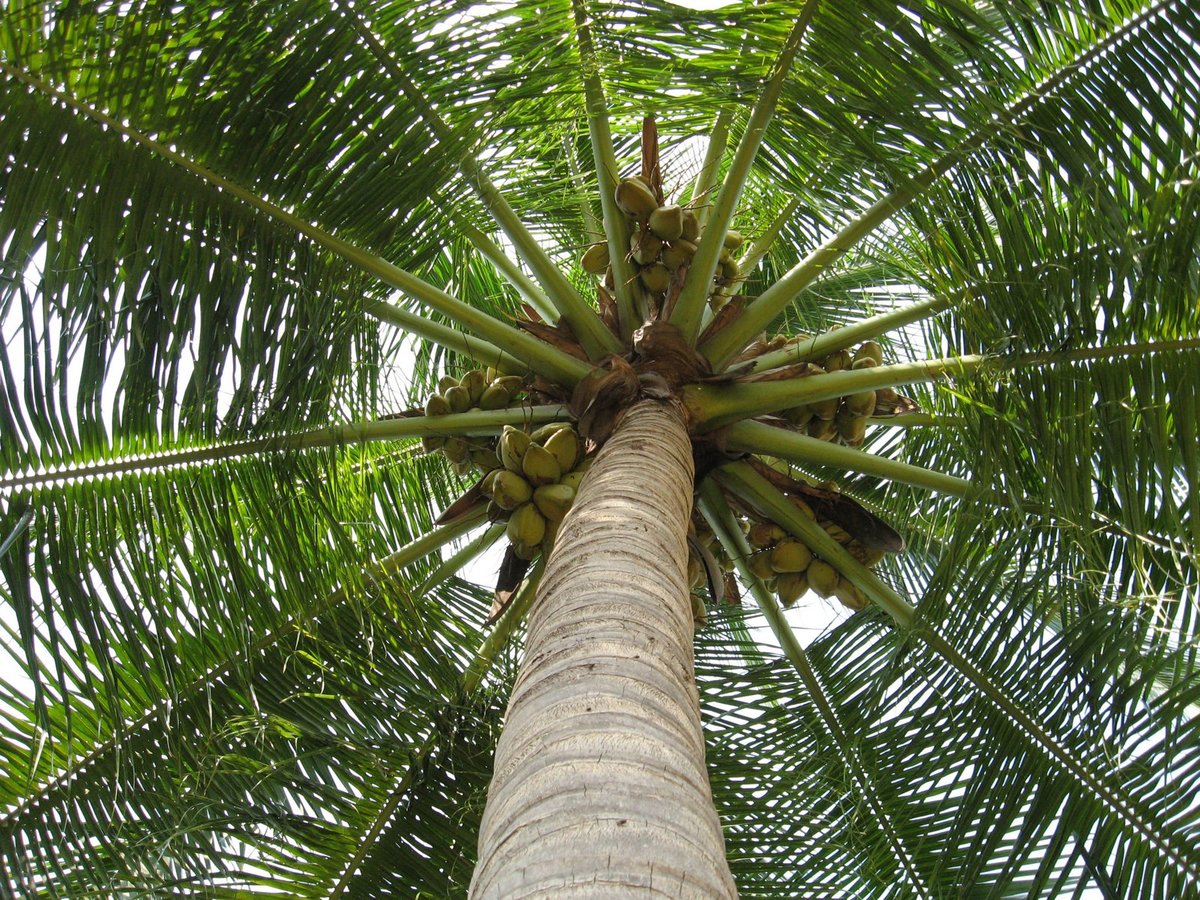 Пальмы какие виды. Coconut Palm кокосовая Пальма. Финиковая Пальма в Африке. Финиковая Пальма и кокосовая Пальма. Кокосовая Пальма ареал.