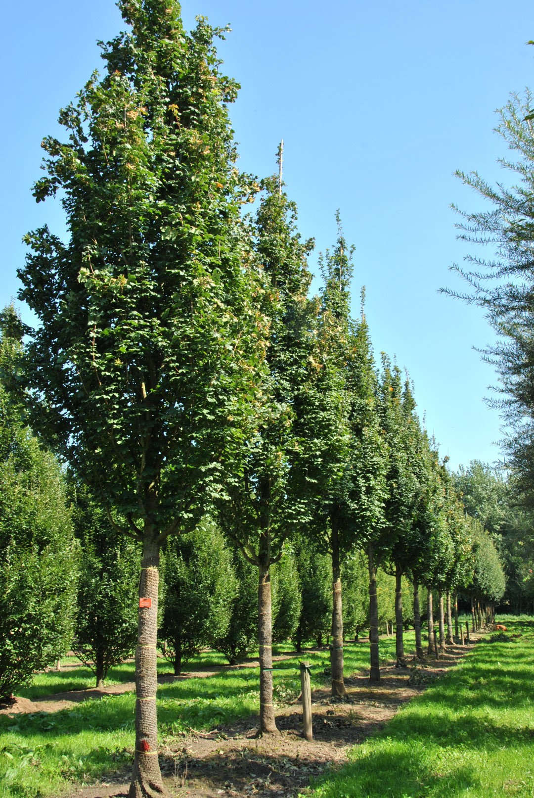 Колоновидные лиственные деревья в России