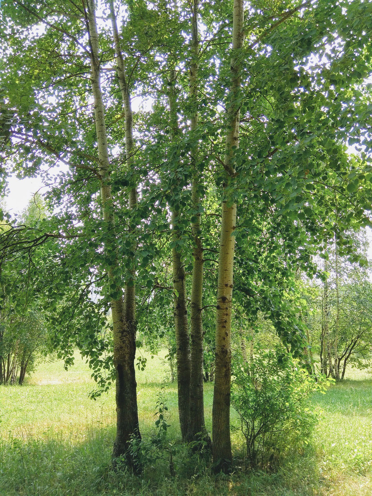 Осина обыкновенная (Populus tremula)