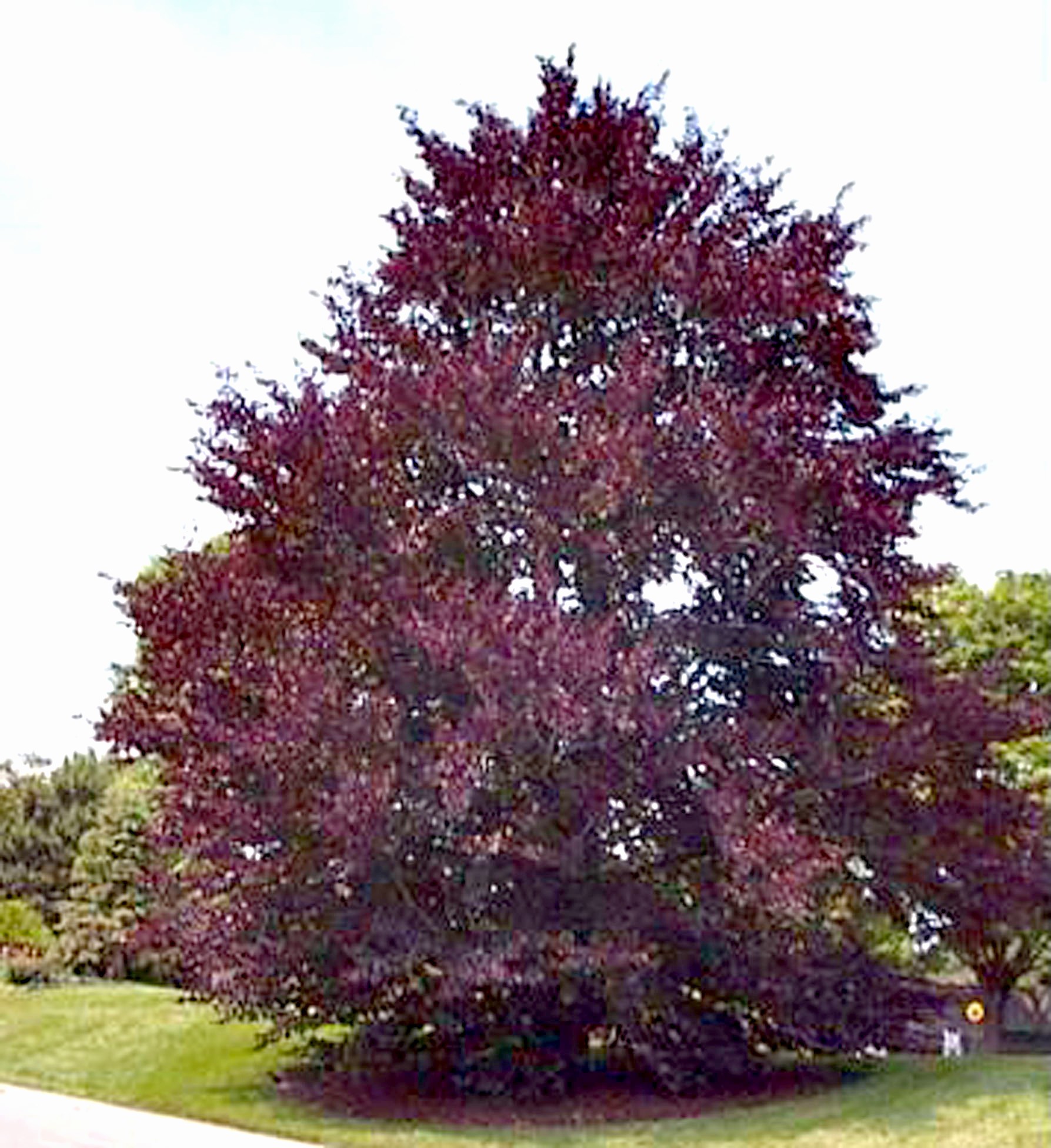 Деревья с фиолетовыми листьями фото и названия