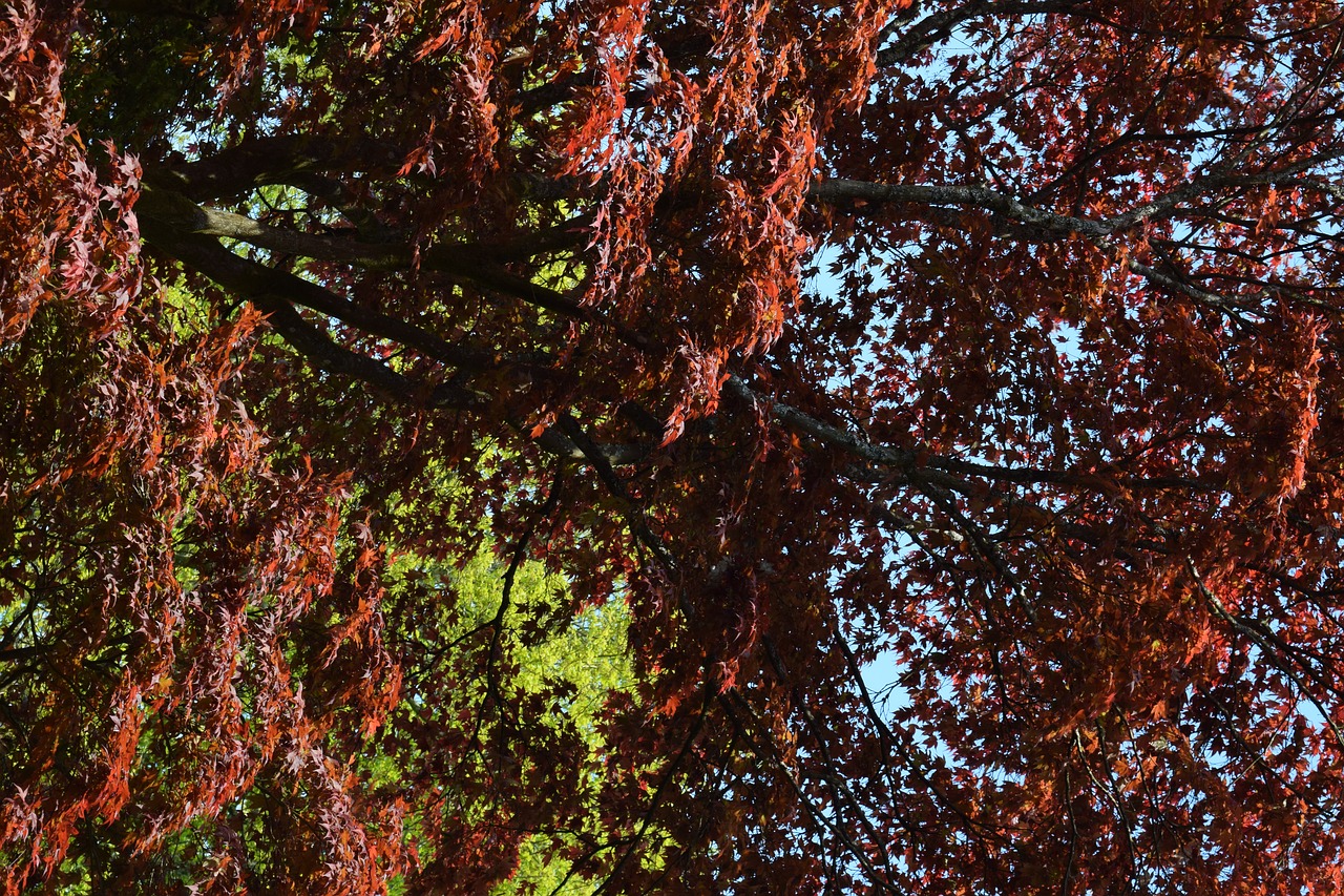 Большее клиповое бордовое дерево осенью