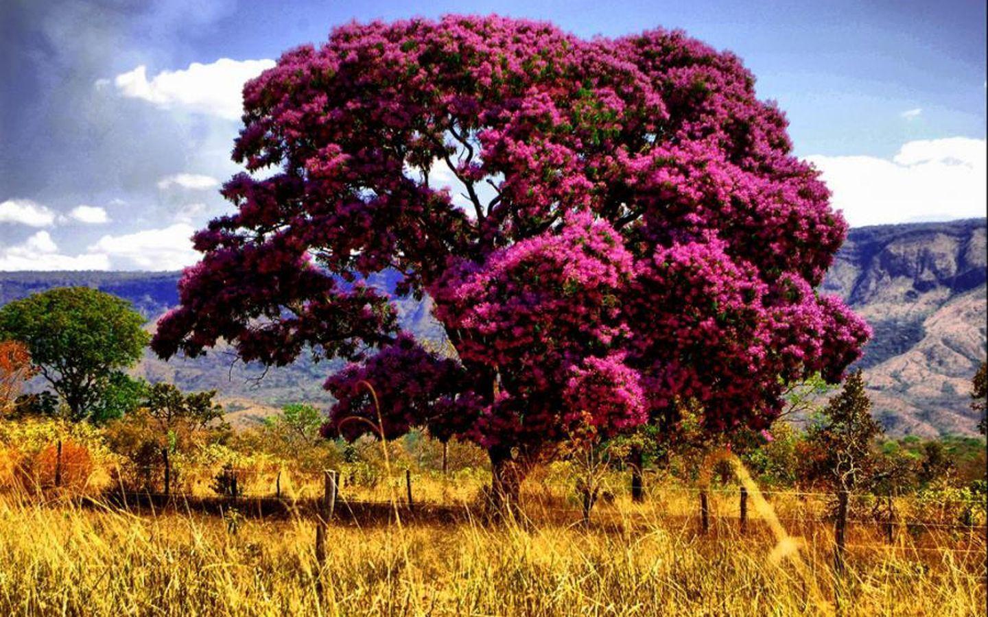 Деревья в южной америке названия