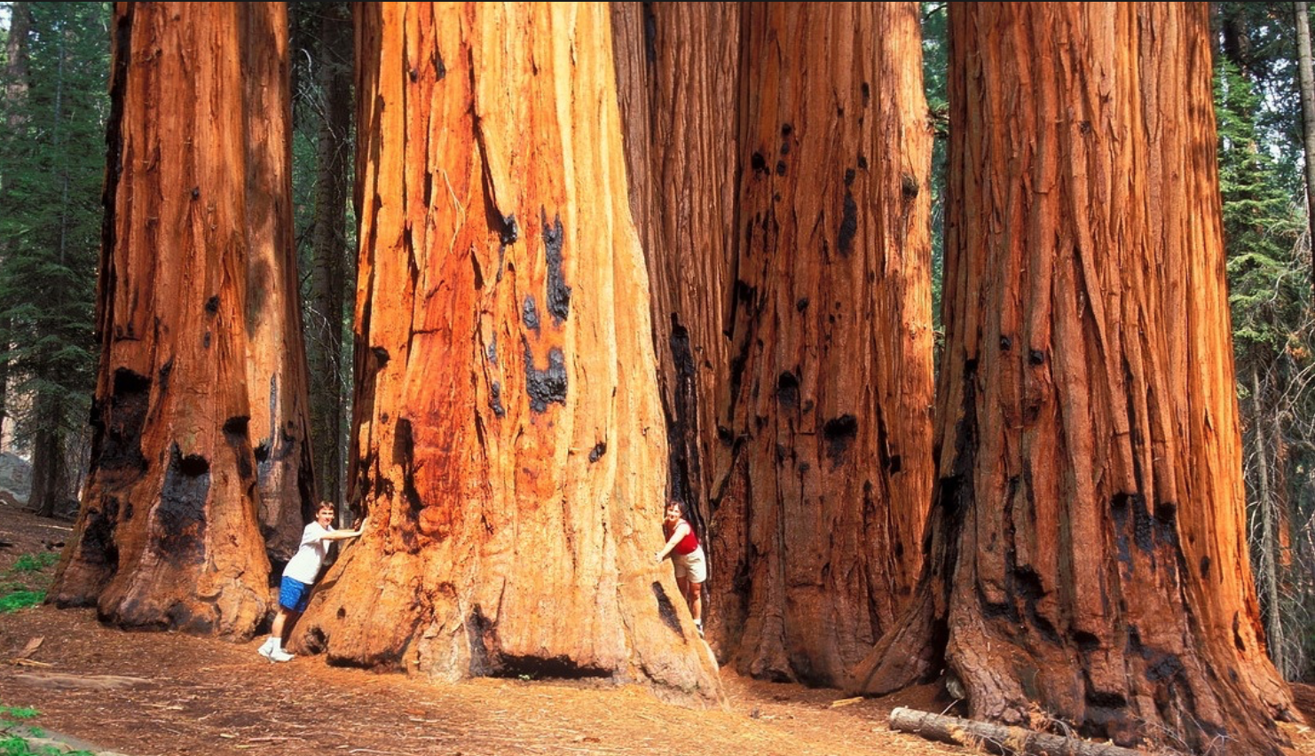 Где больше деревьев. Секвойя дерево. Парк Секвойя Калифорния. Красное дерево Секвойя. Гигантская Секвойя дерево.