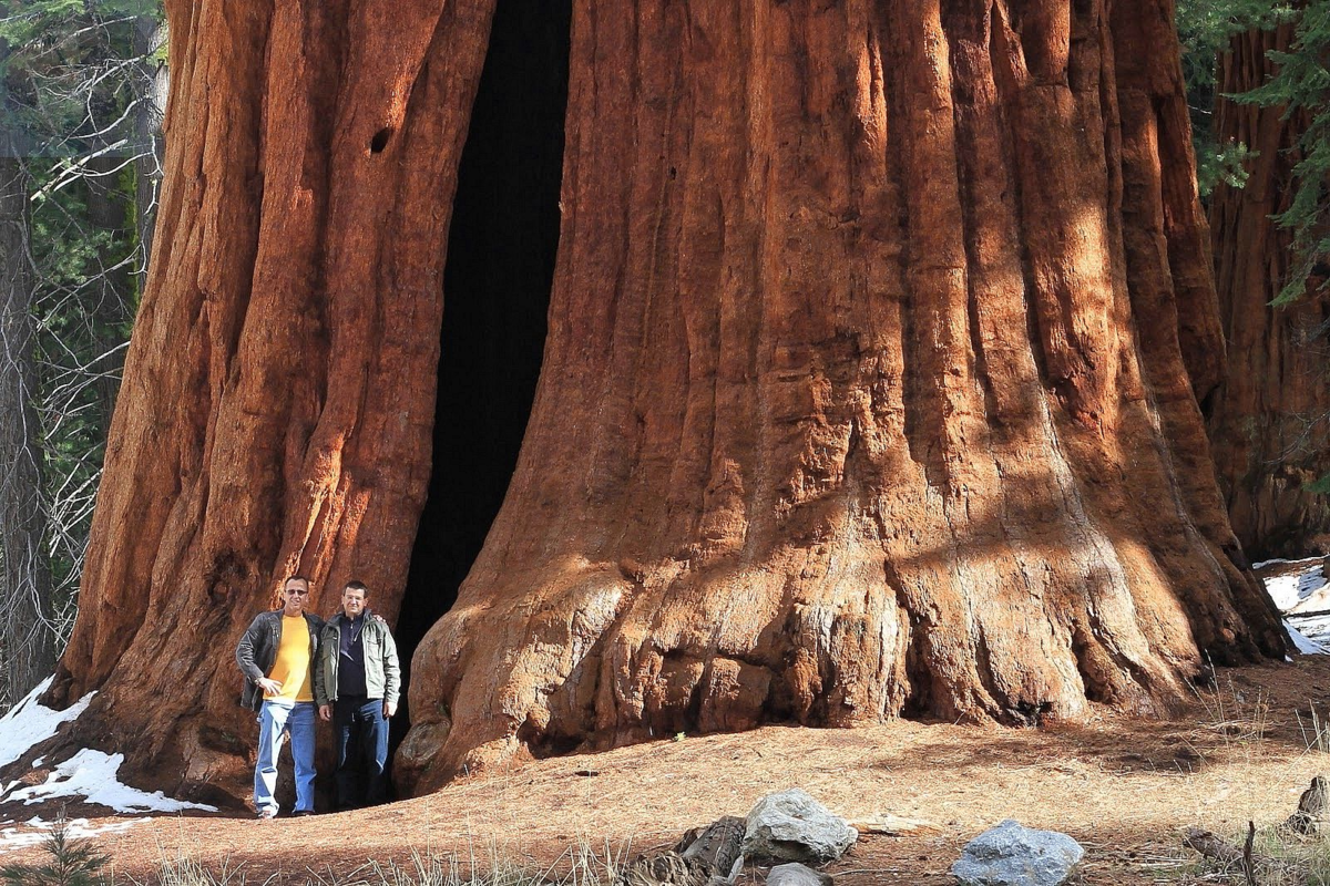 Огромные стволы деревьев. Секвойя дерево. Национальный парк «Секвойя», штат Калифорния, США. Генерал Шерман (дерево). Секвойядендрон генерал Шерман.