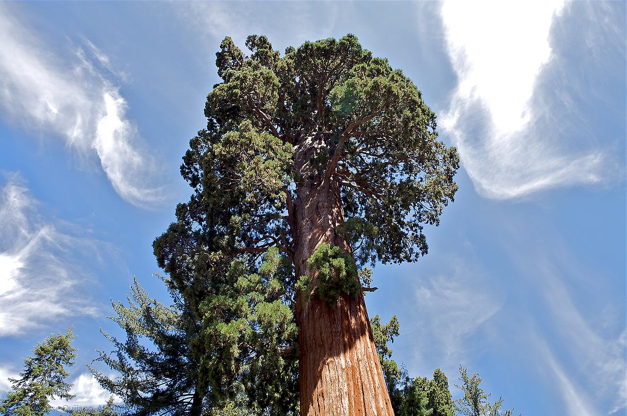 Высокое дерево в мире. Секвойя 115 метров. Секвойя дерево Гиперион. Секвойя дерево гигант. Секвойя дерево высота.