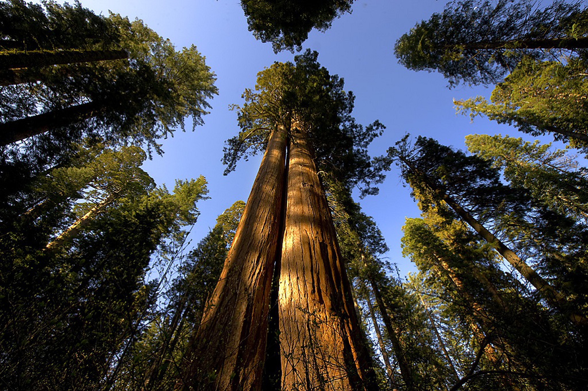 самое высокое дерево в мире фото