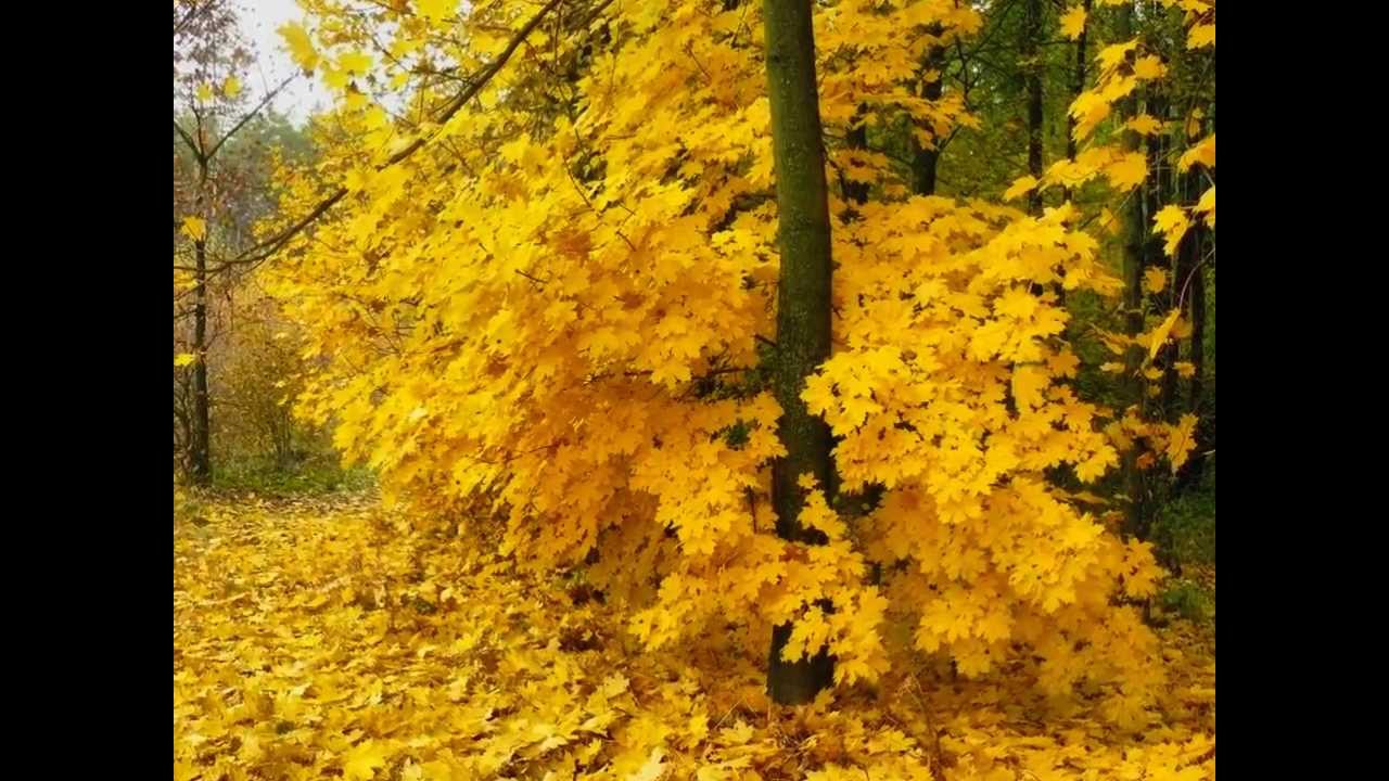 ясень фото опавших листьев осенью