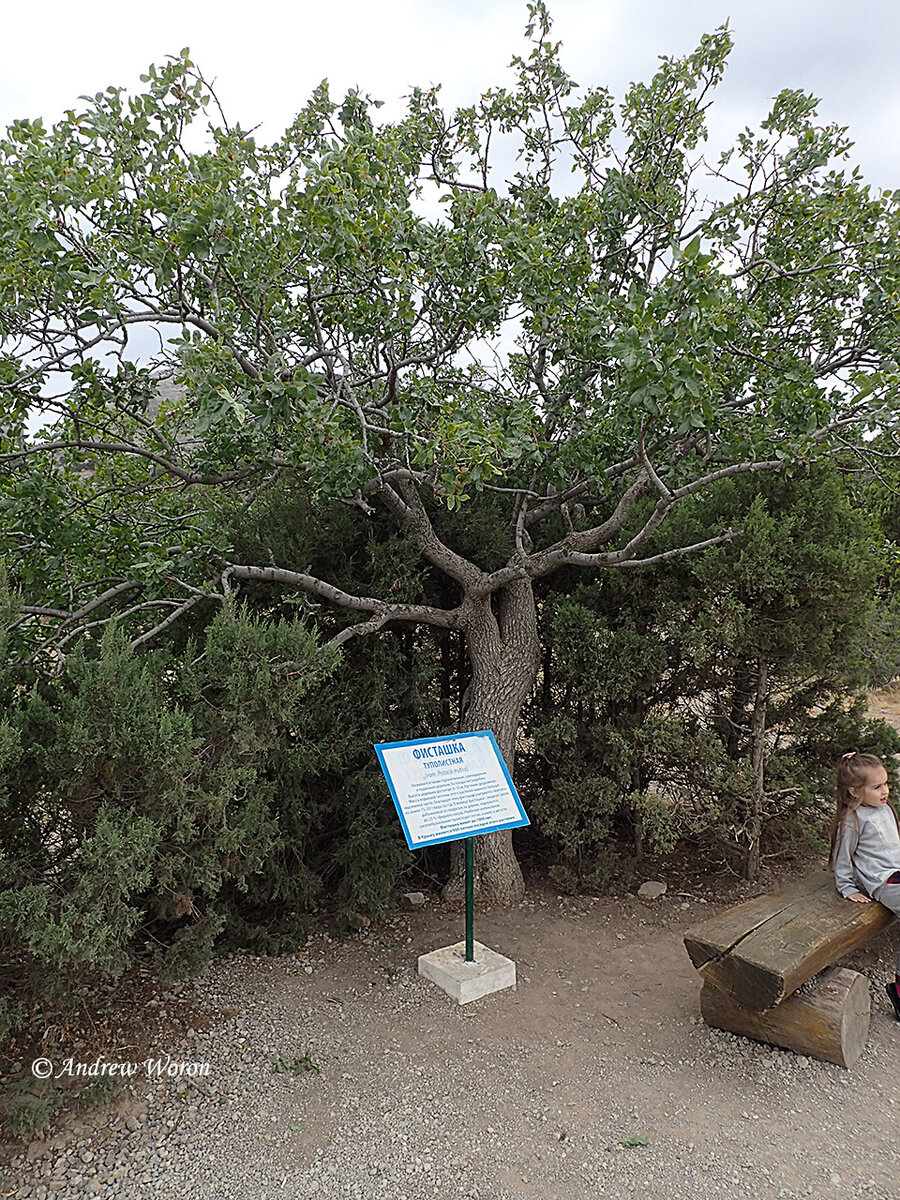 Фисташковое дерево Египет