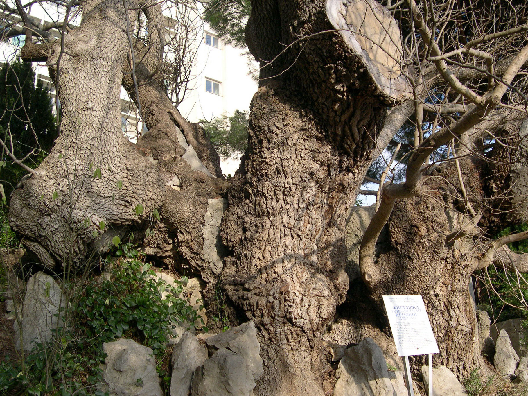 Дерево фисташковое в крыму фото