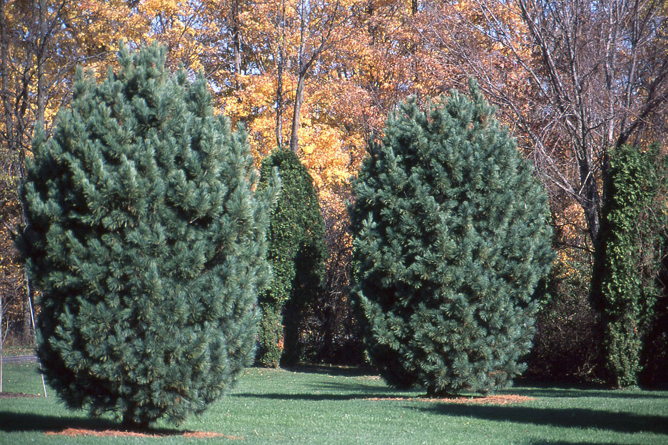 Pinus Cembra (сосна Кедровая европейская) 'glauca'