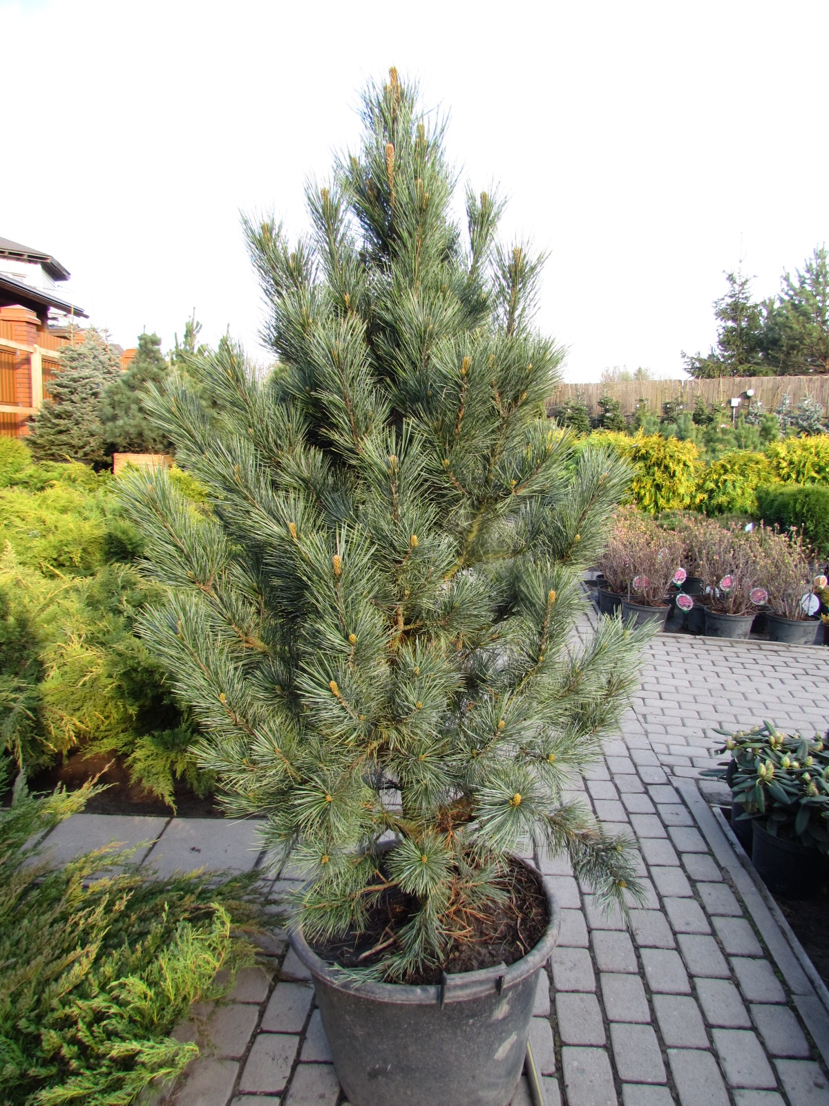 Pinus Cembra (сосна Кедровая европейская) 'compacta glauca'