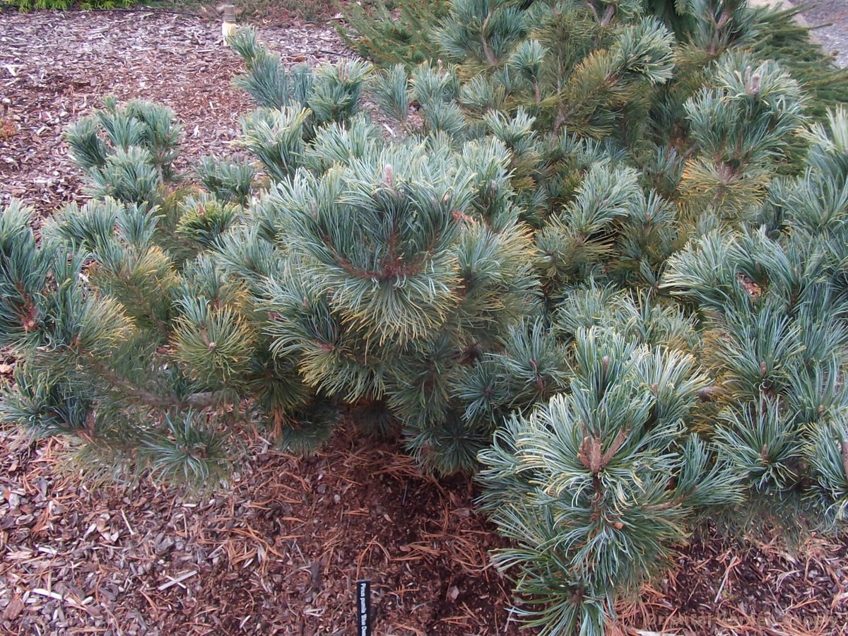 Pinus pumila Dwarf Blue