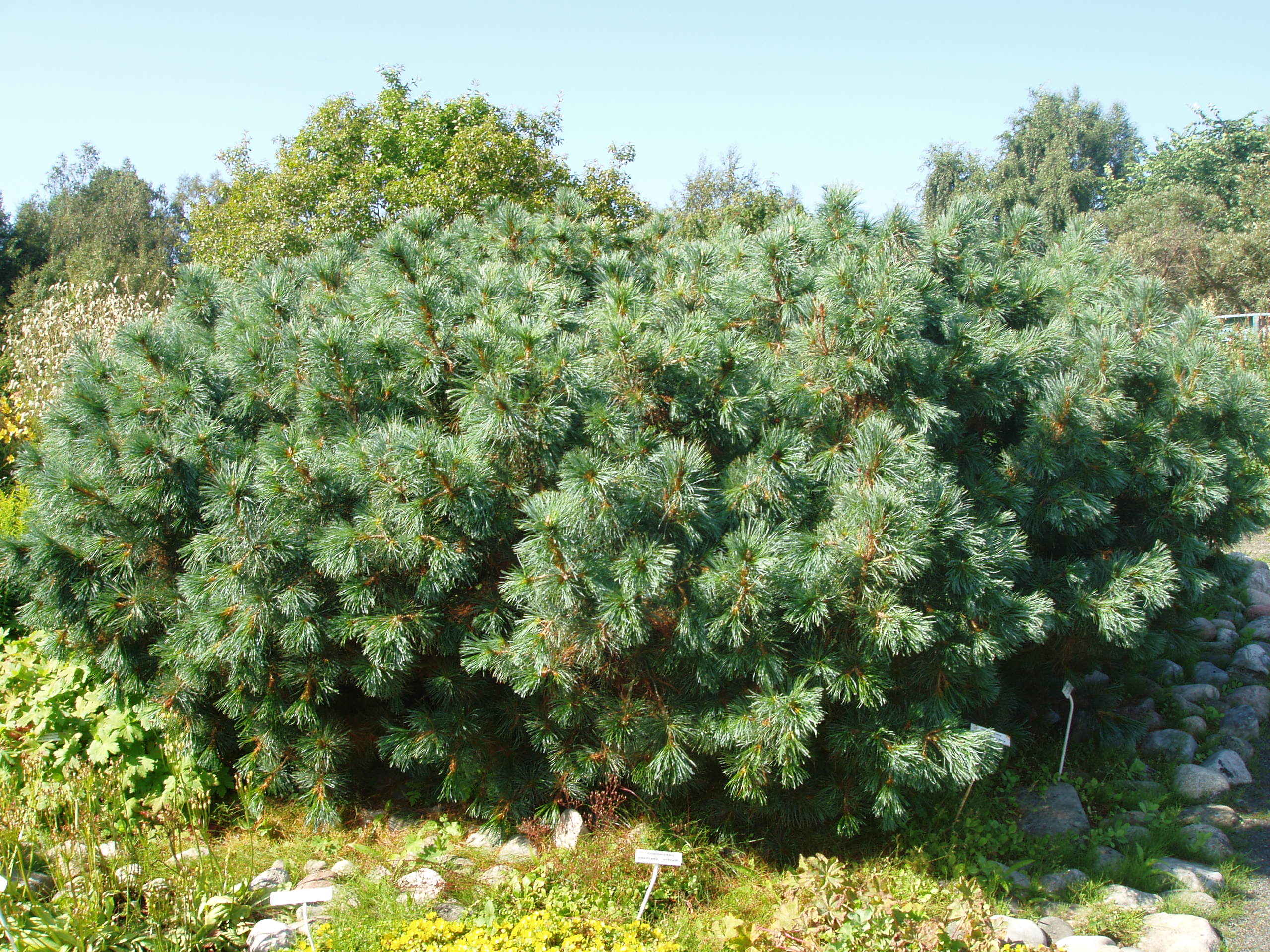 Сосна стланиковая (Кедровый стланик) Pinus pumila