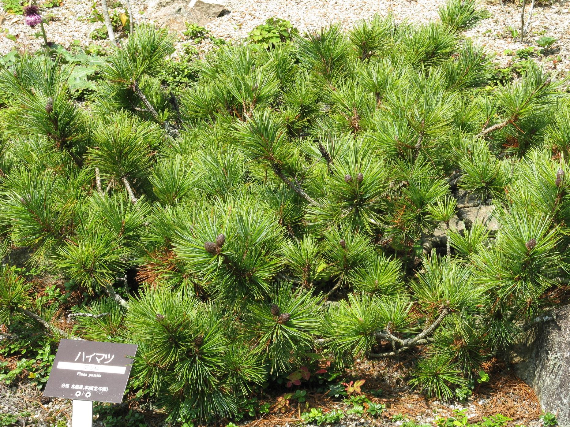 Pinus pumila 'Vete-Haka'