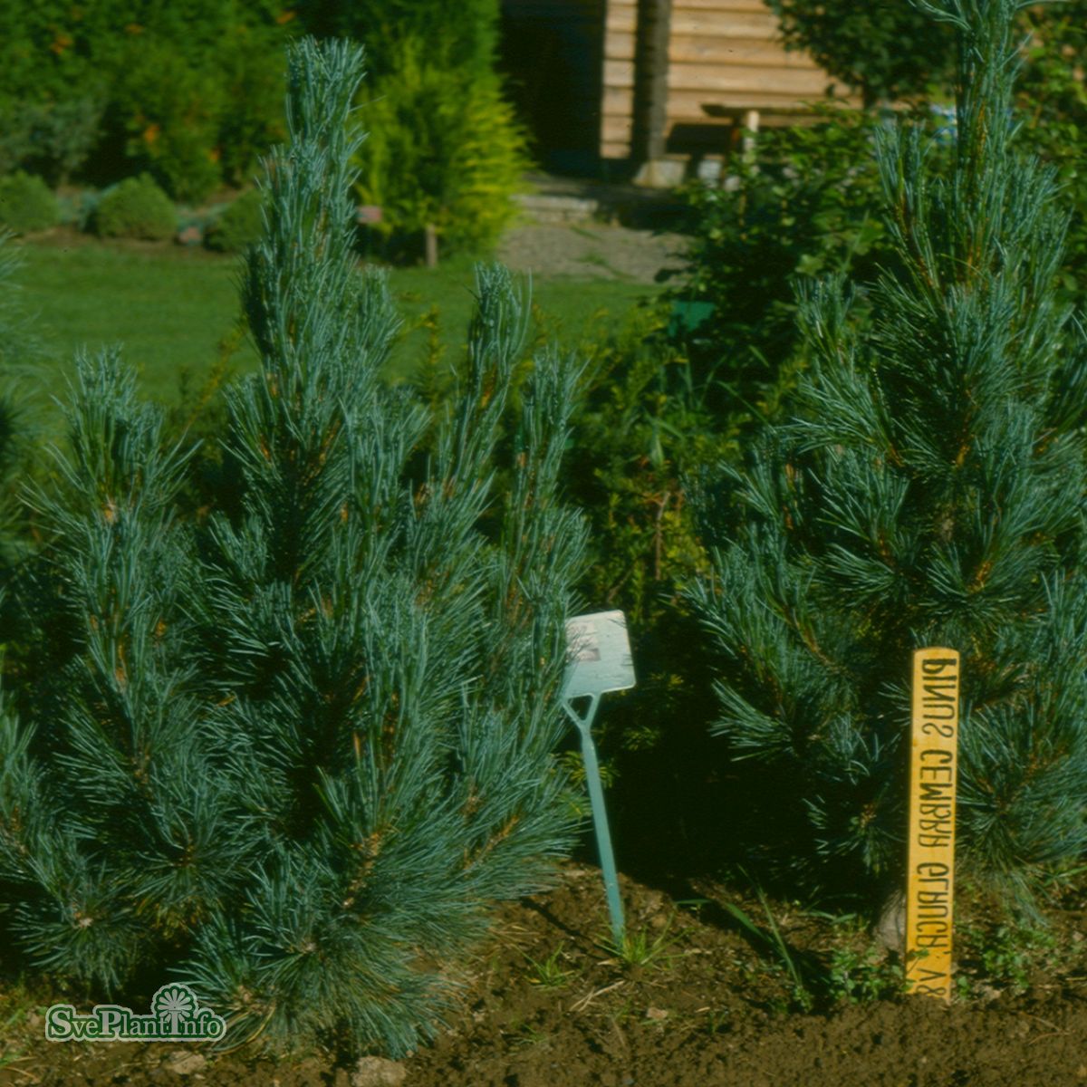 Pinus Cembra Horstmann