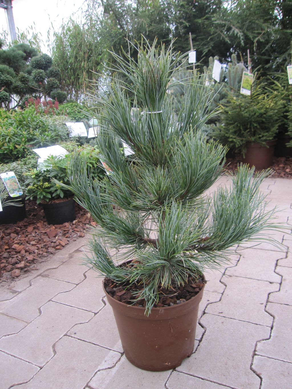 Pinus Cembra 'compacta glauca'