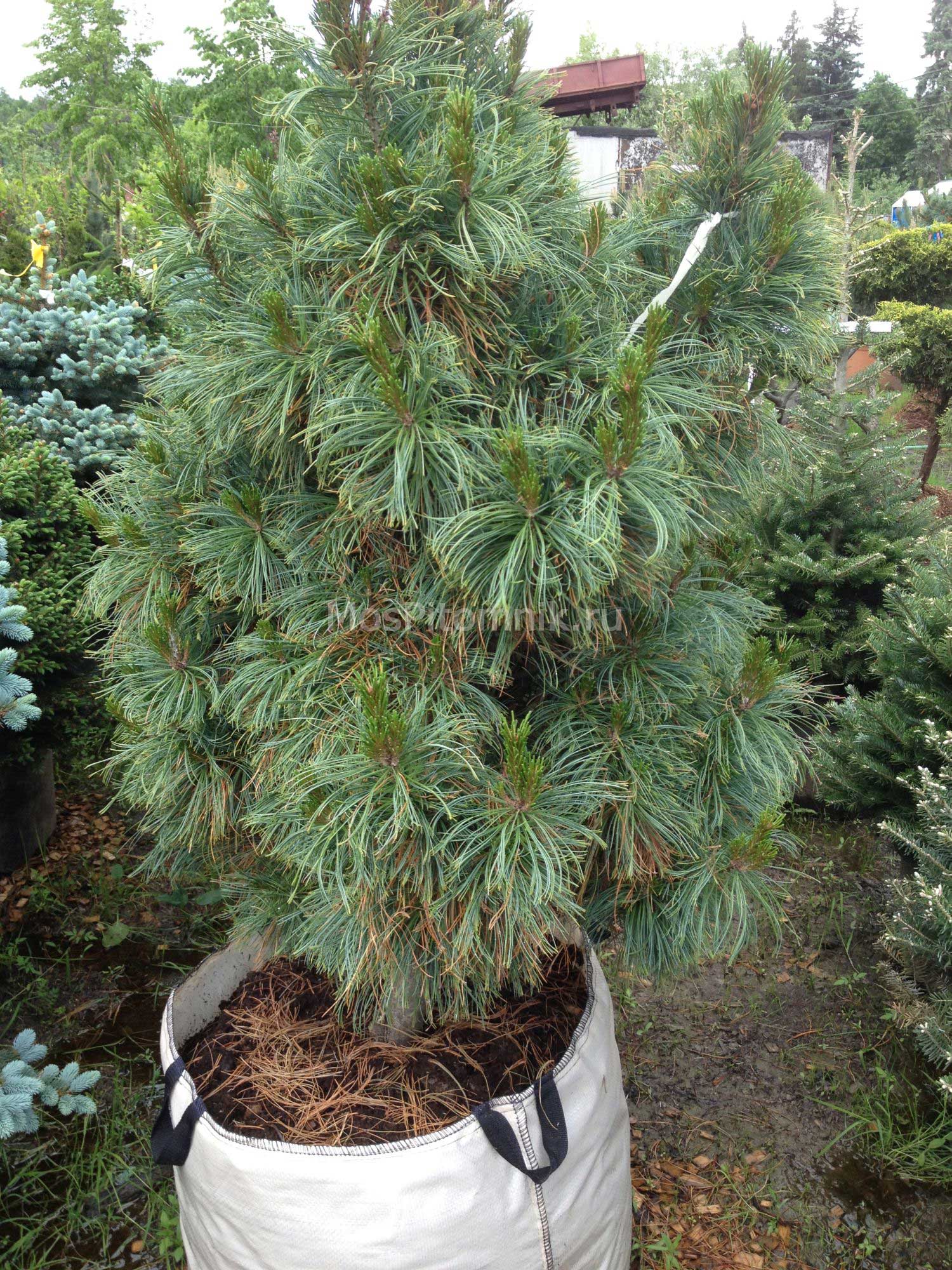 Сосна Кедровая Pinus pumila glauca