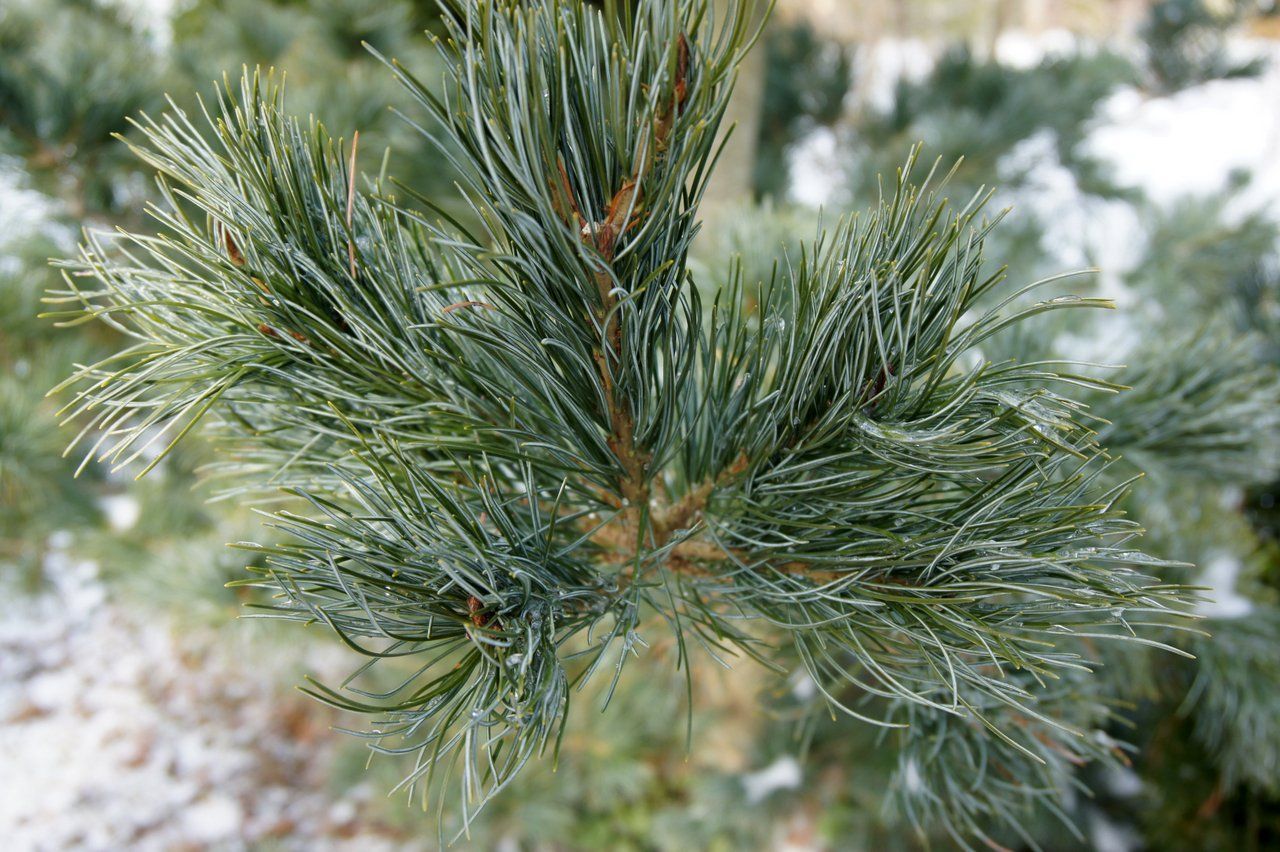 Pinus parviflora (сосна мелкоцветковая) 'glauca'