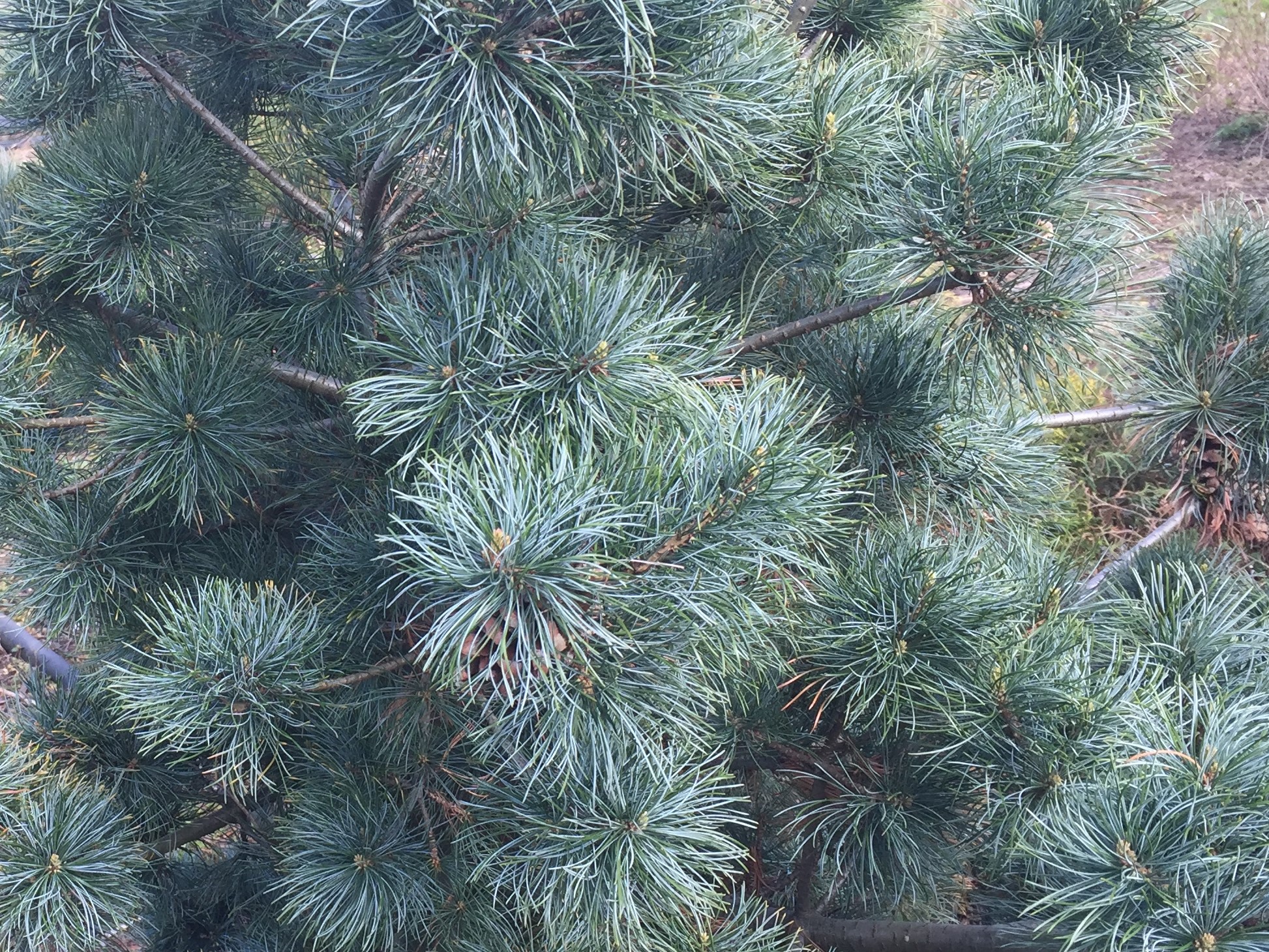 Pinus parviflora Jeddeloh