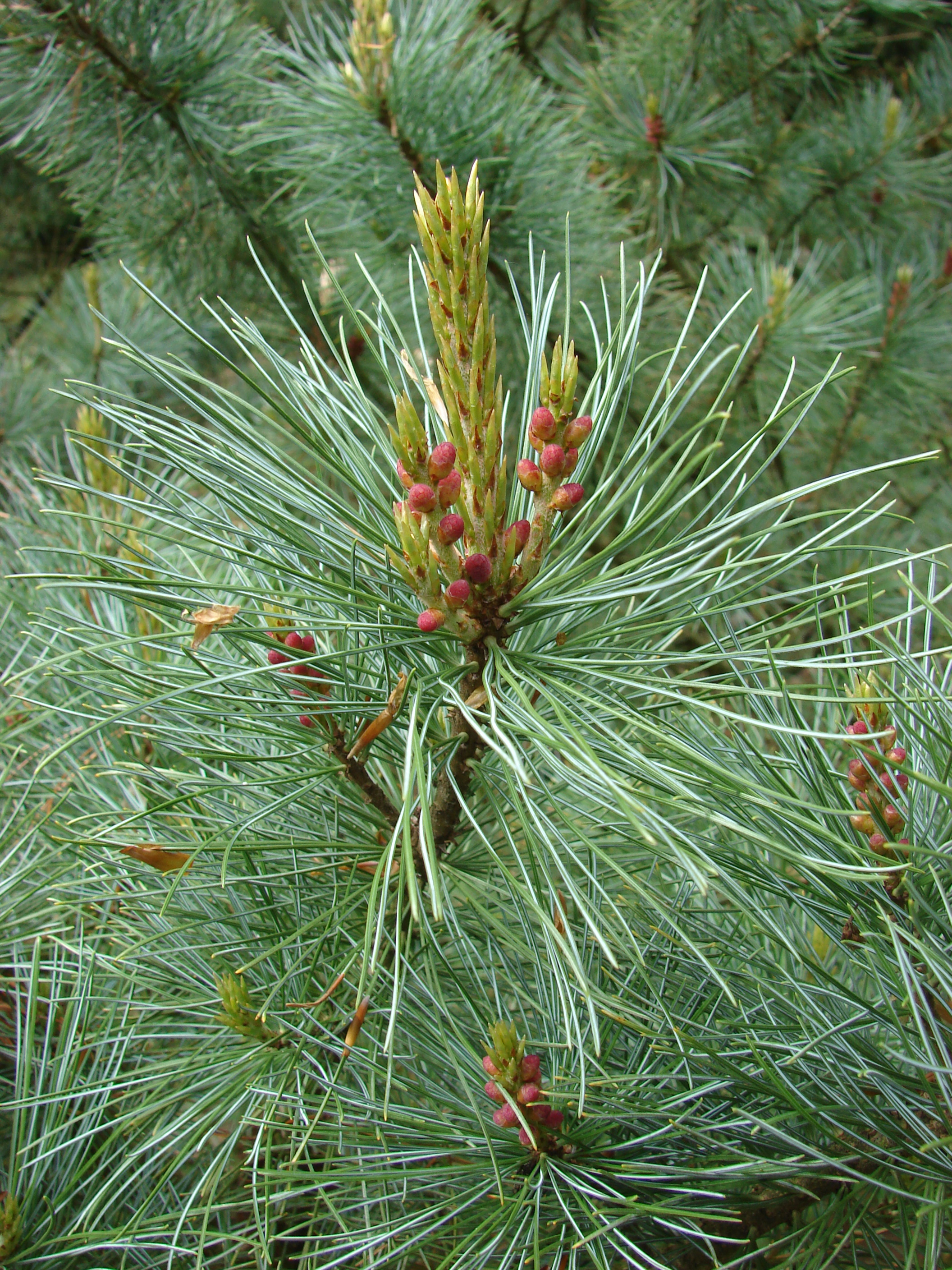 Кедровый стланик - Pinus pumila шишки