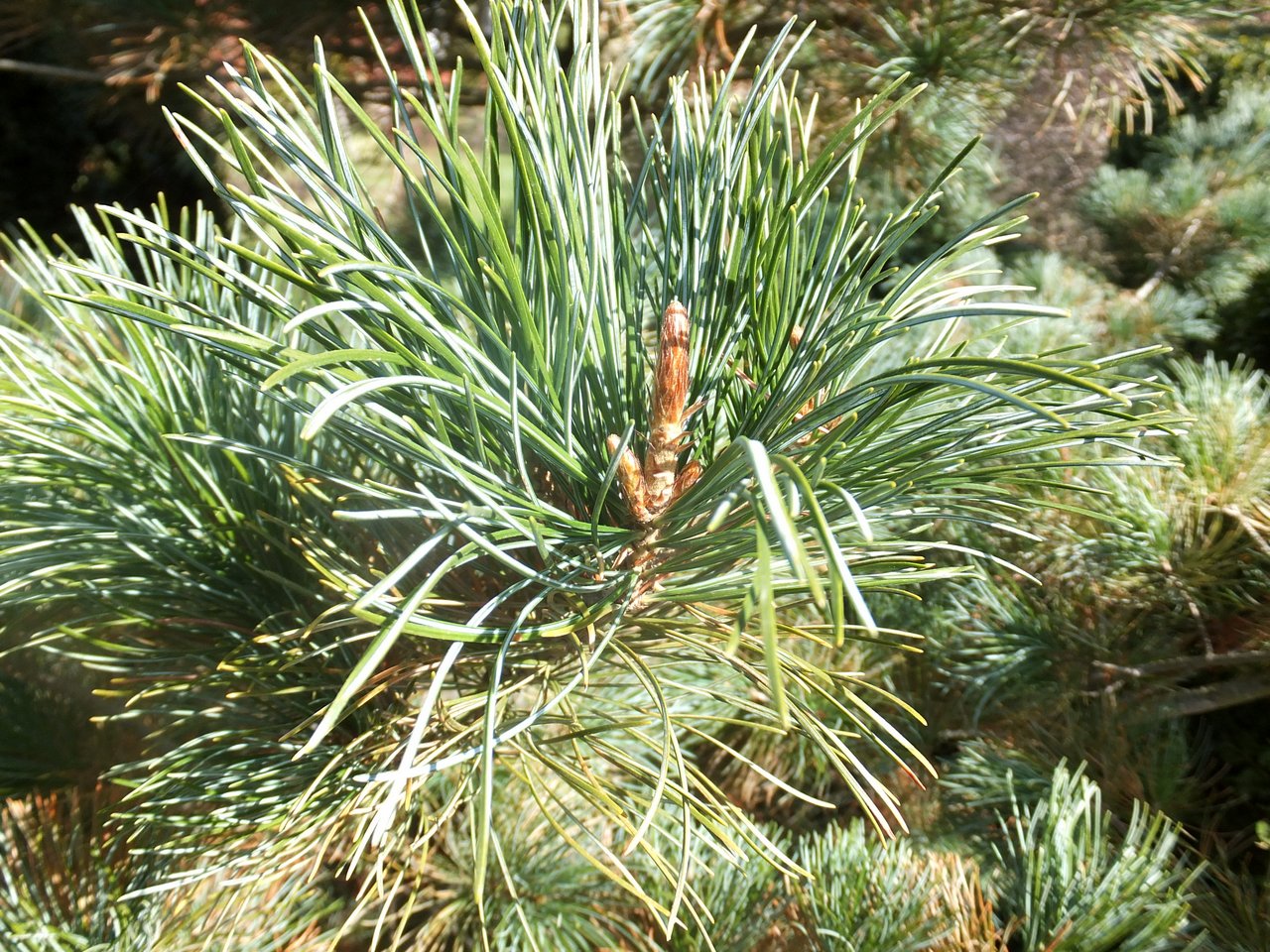 Pinus parviflora 'Amanogawa'