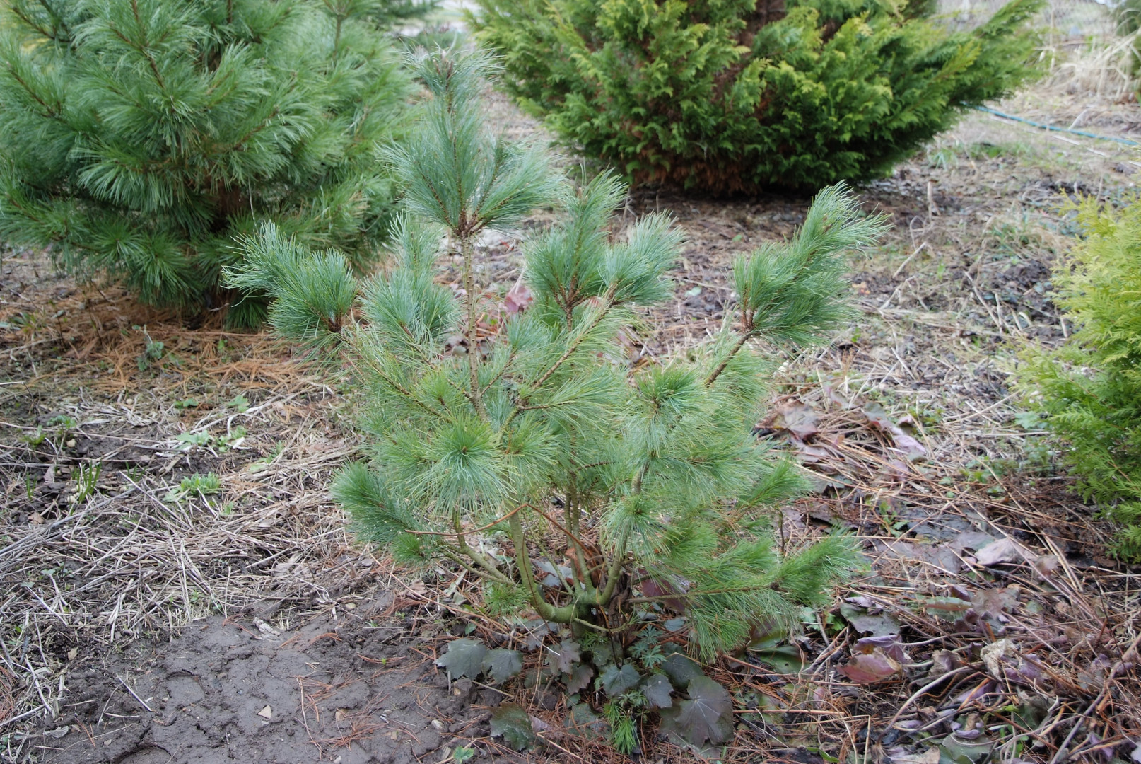 2. Сосна стланиковая (Кедровый стланик) Pinus pumila