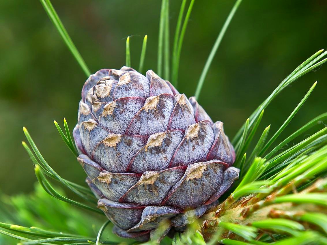 Pinus Cembra glauca шишки