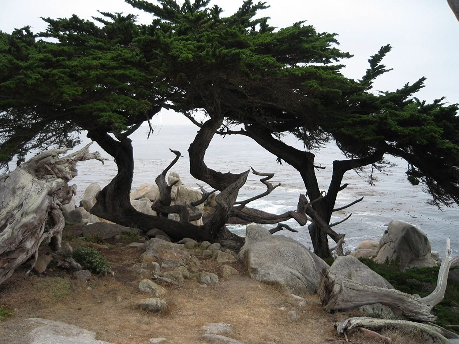 Monterey Cupressus