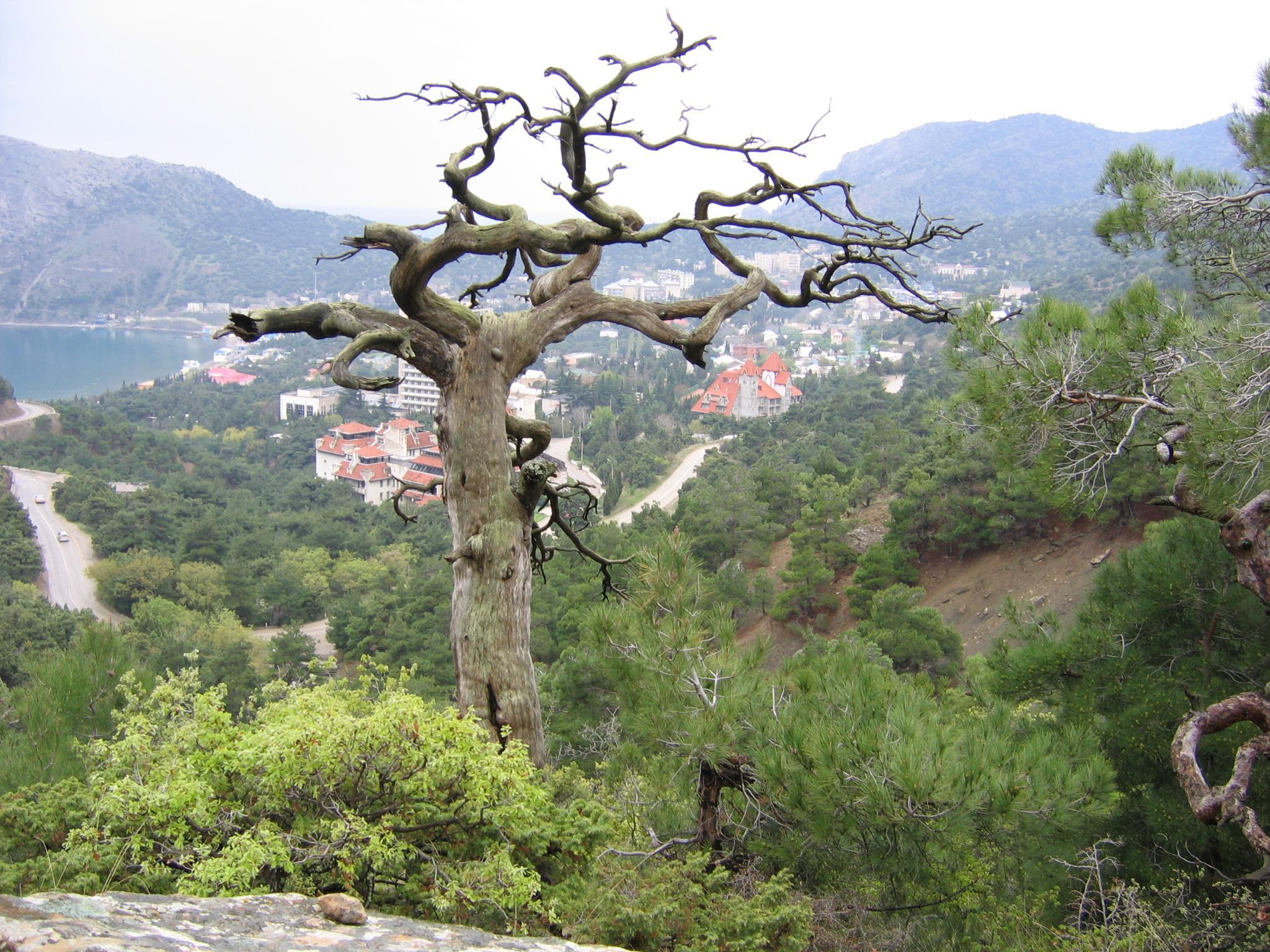 Ягода растет в Крыму на дереве