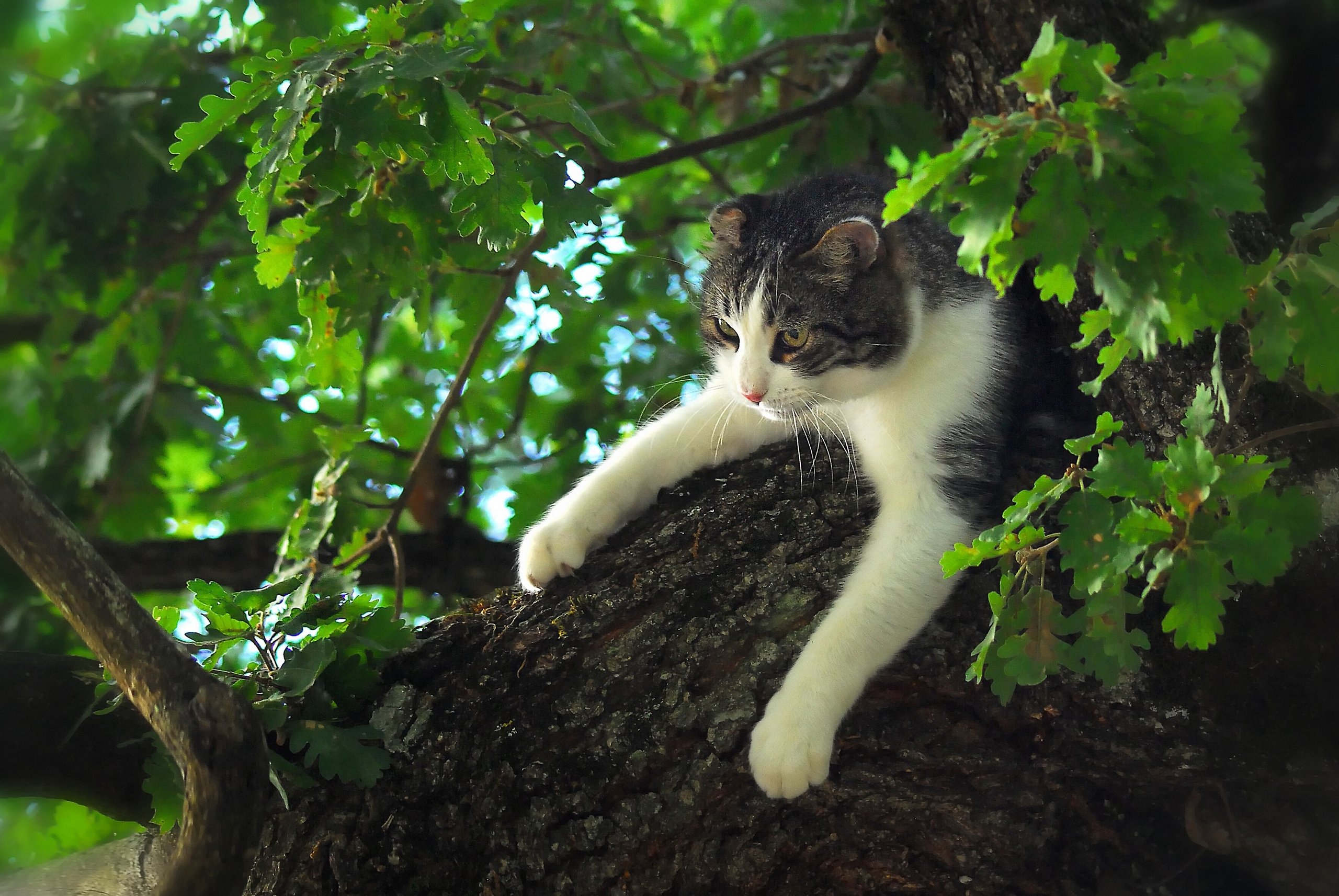 фото листьев дуба с котом