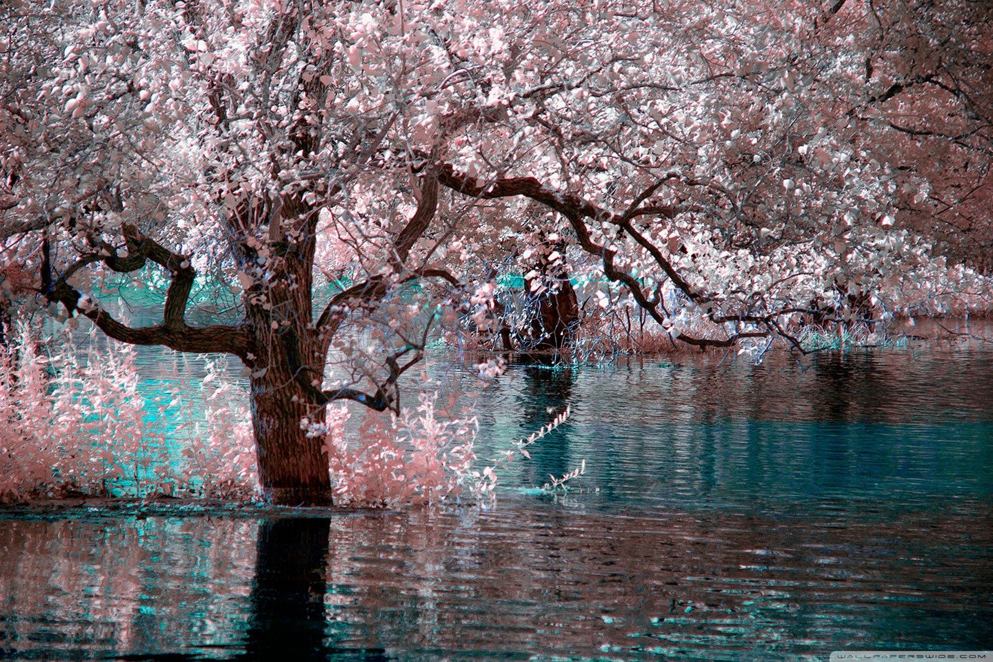 Цветущее дерево над водой