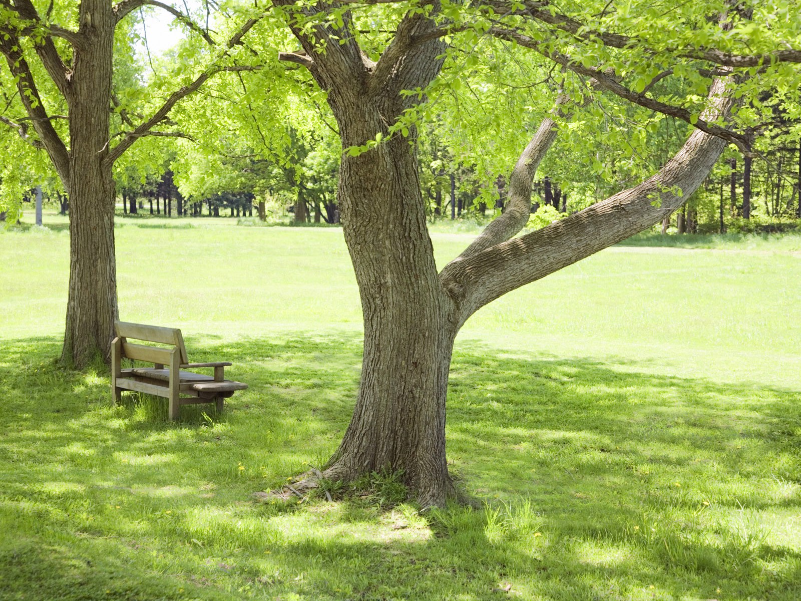 дерева у парку
