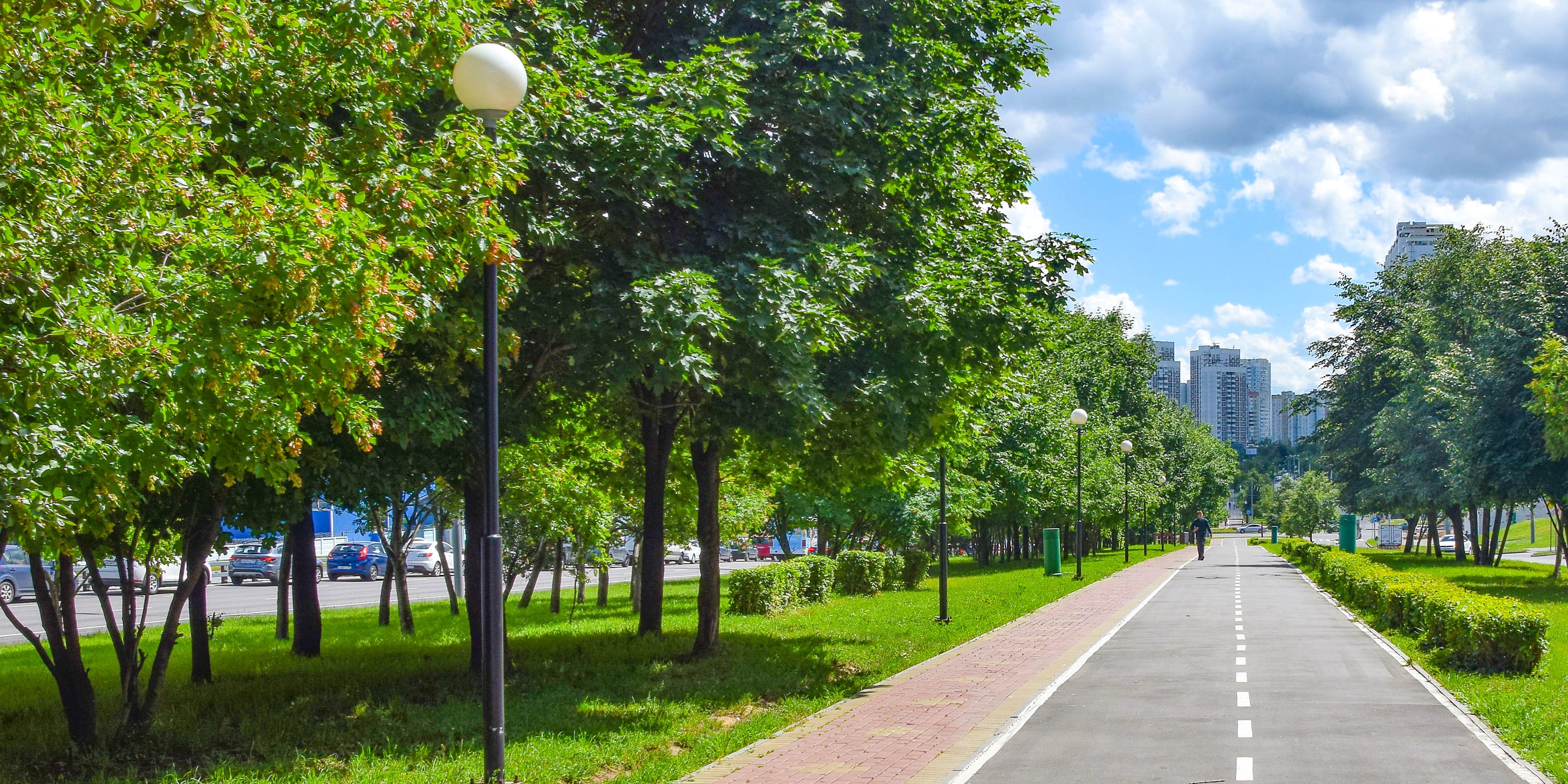 Жизнь деревьев в городе. Озеленение скверов Москвы. Зеленые деревья город. Улица с деревьями. Деревья в городе.