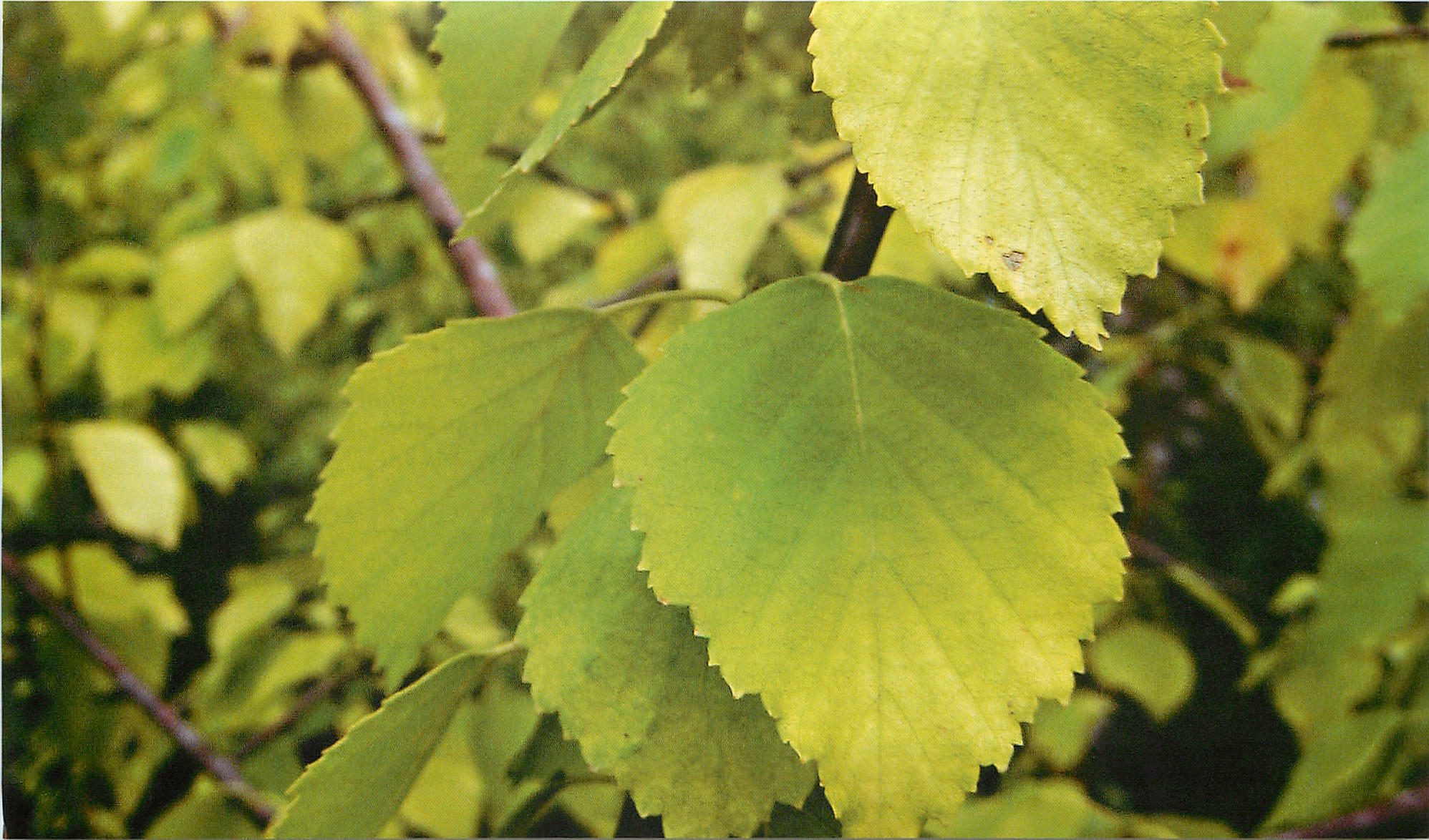 Betula pubescens листья