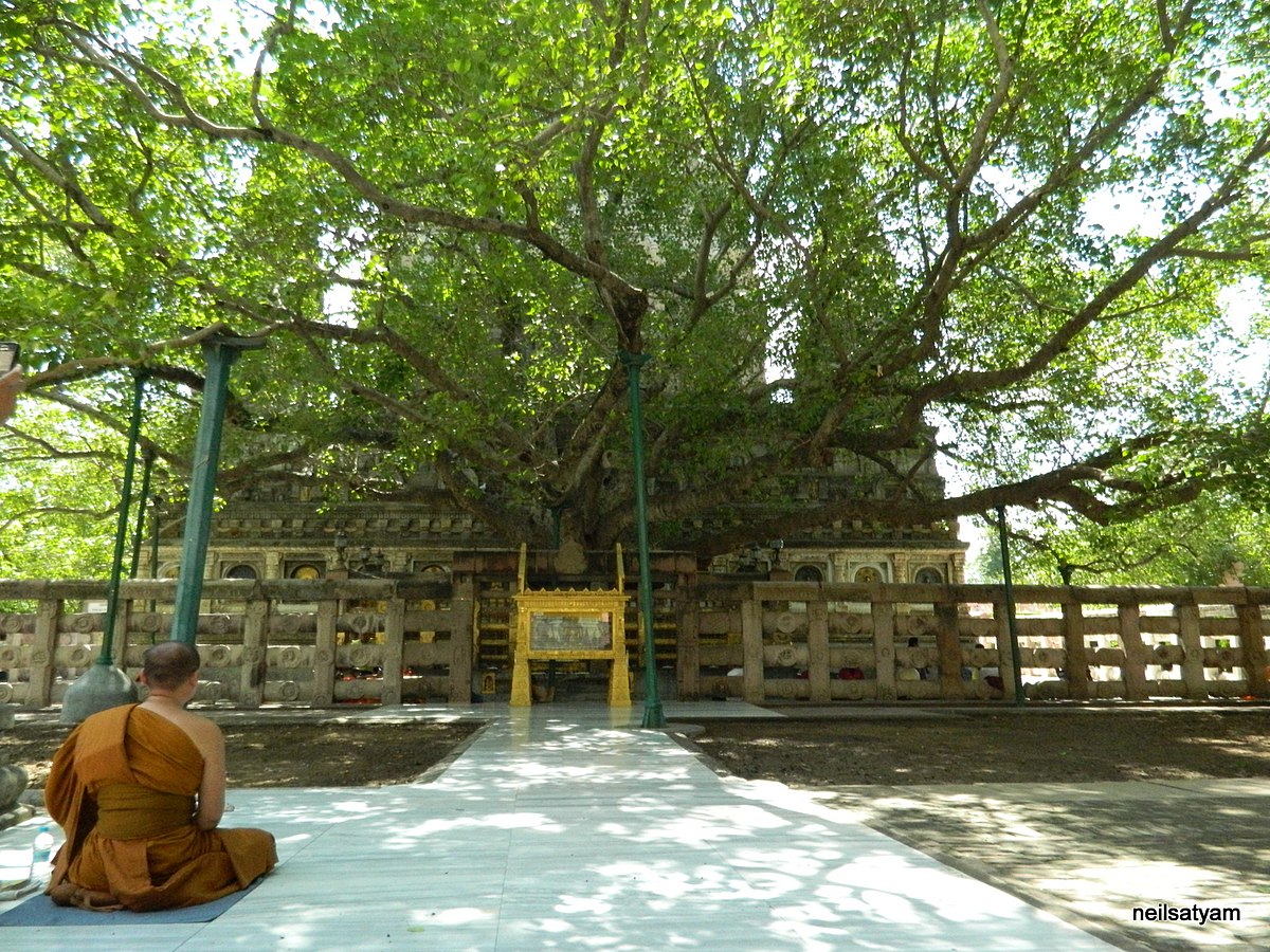 Сарнатха дерево Бодхи