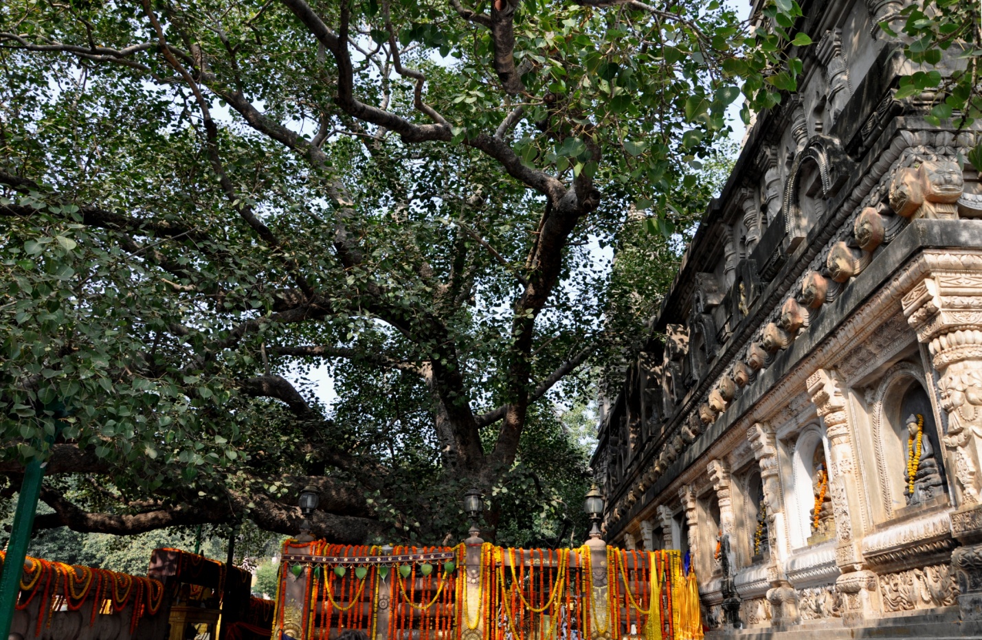 Бодхгая дерево Бодхи