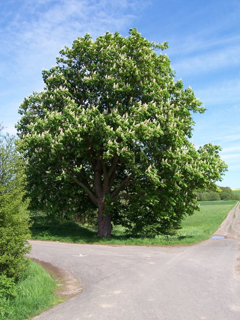 Каштан дерево конский обыкновенный