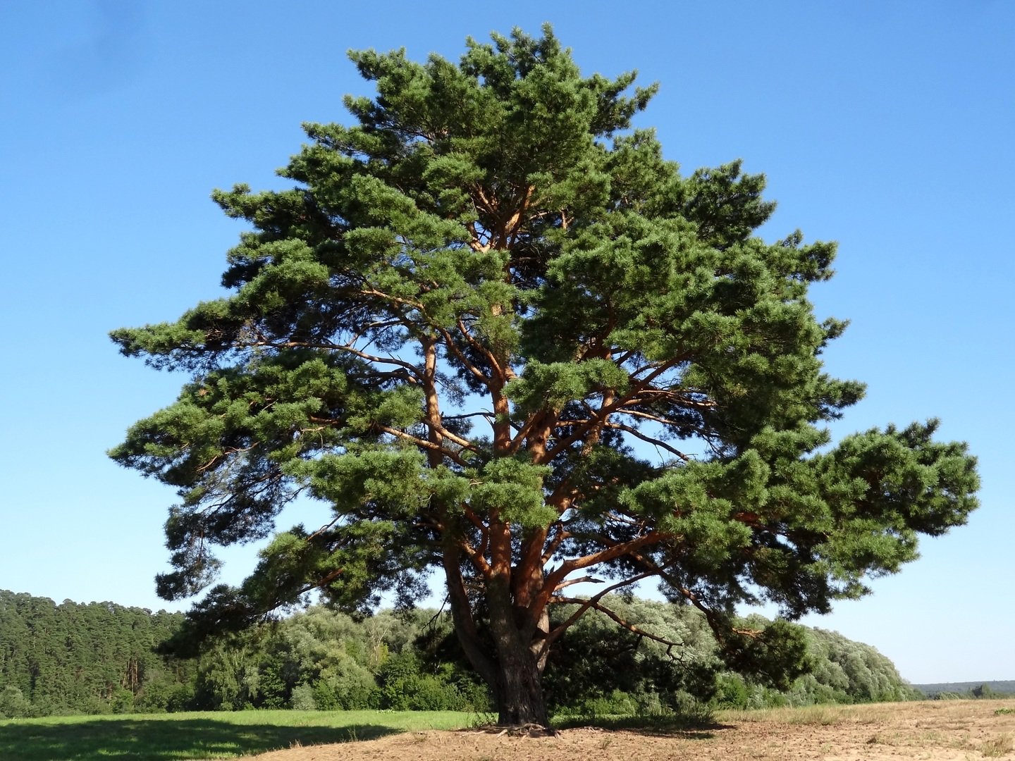 Сосна Кавказская Pinus Hamata
