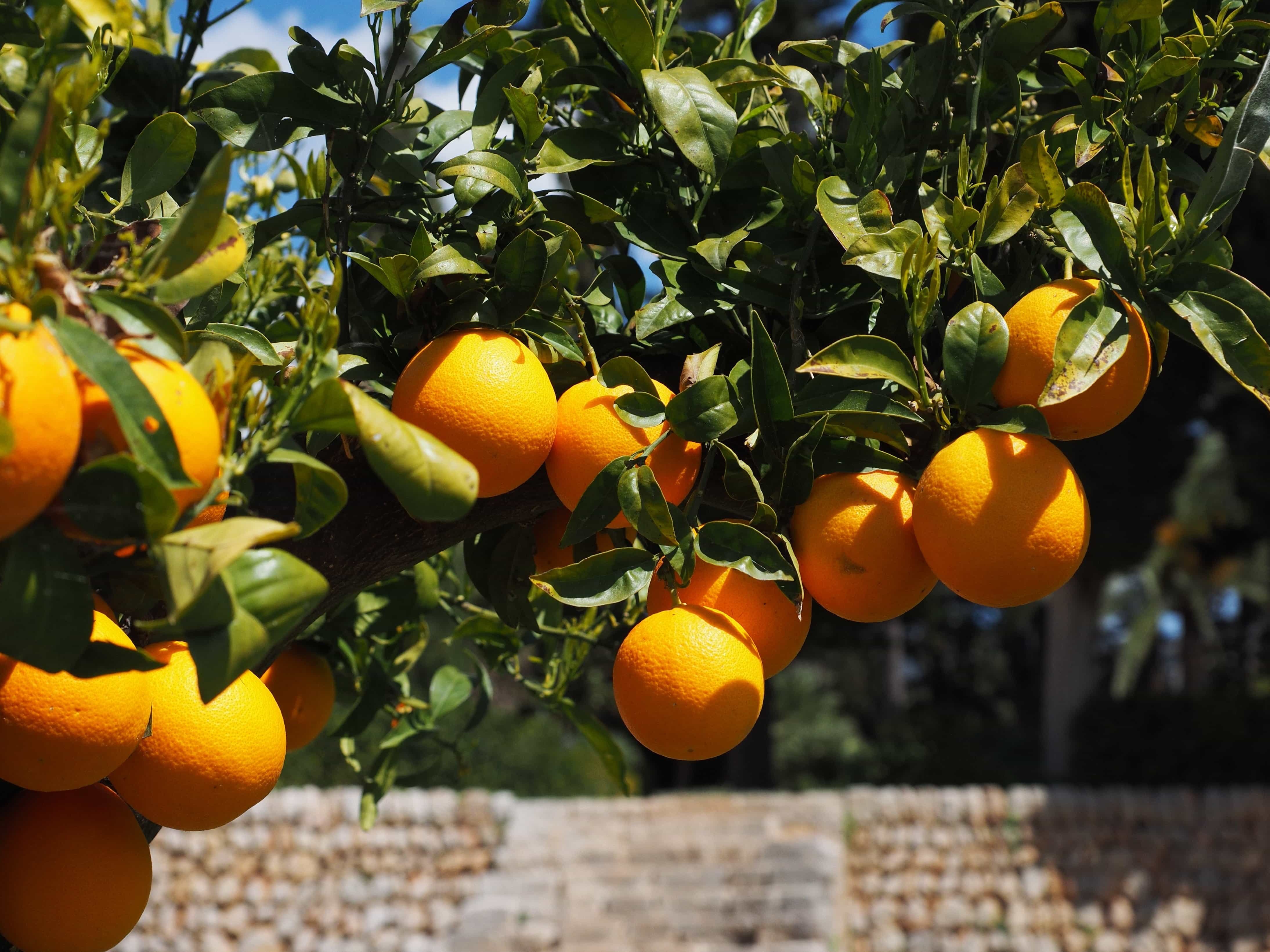 Сицилия апельсиновые сады