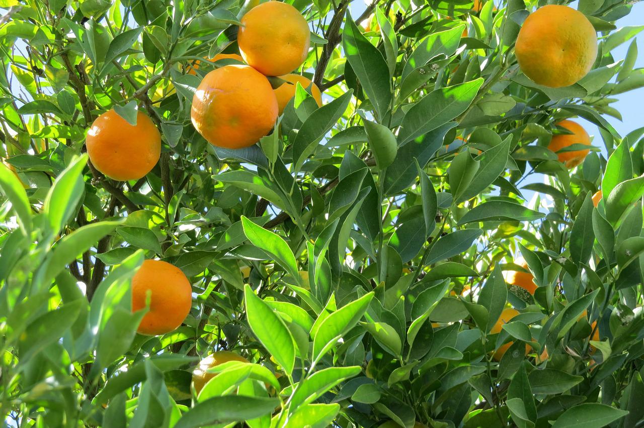 Semilla de naranja