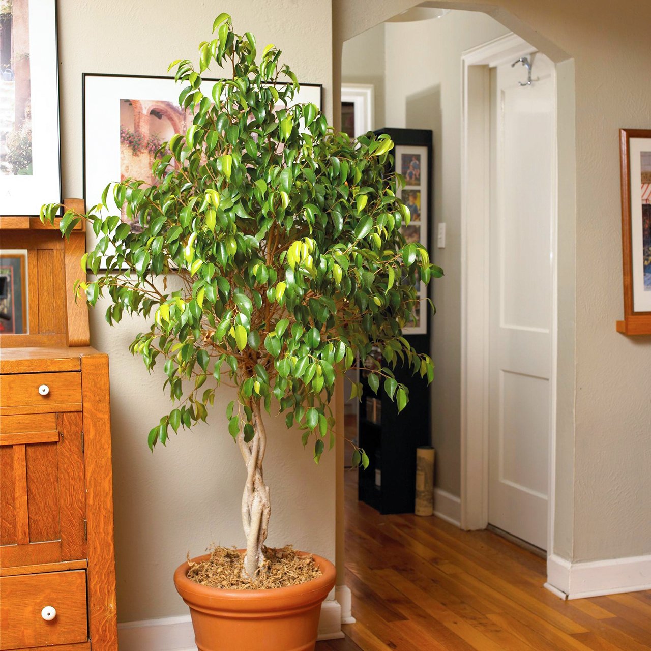 Большие комнатные растения фото и названия типа дерева