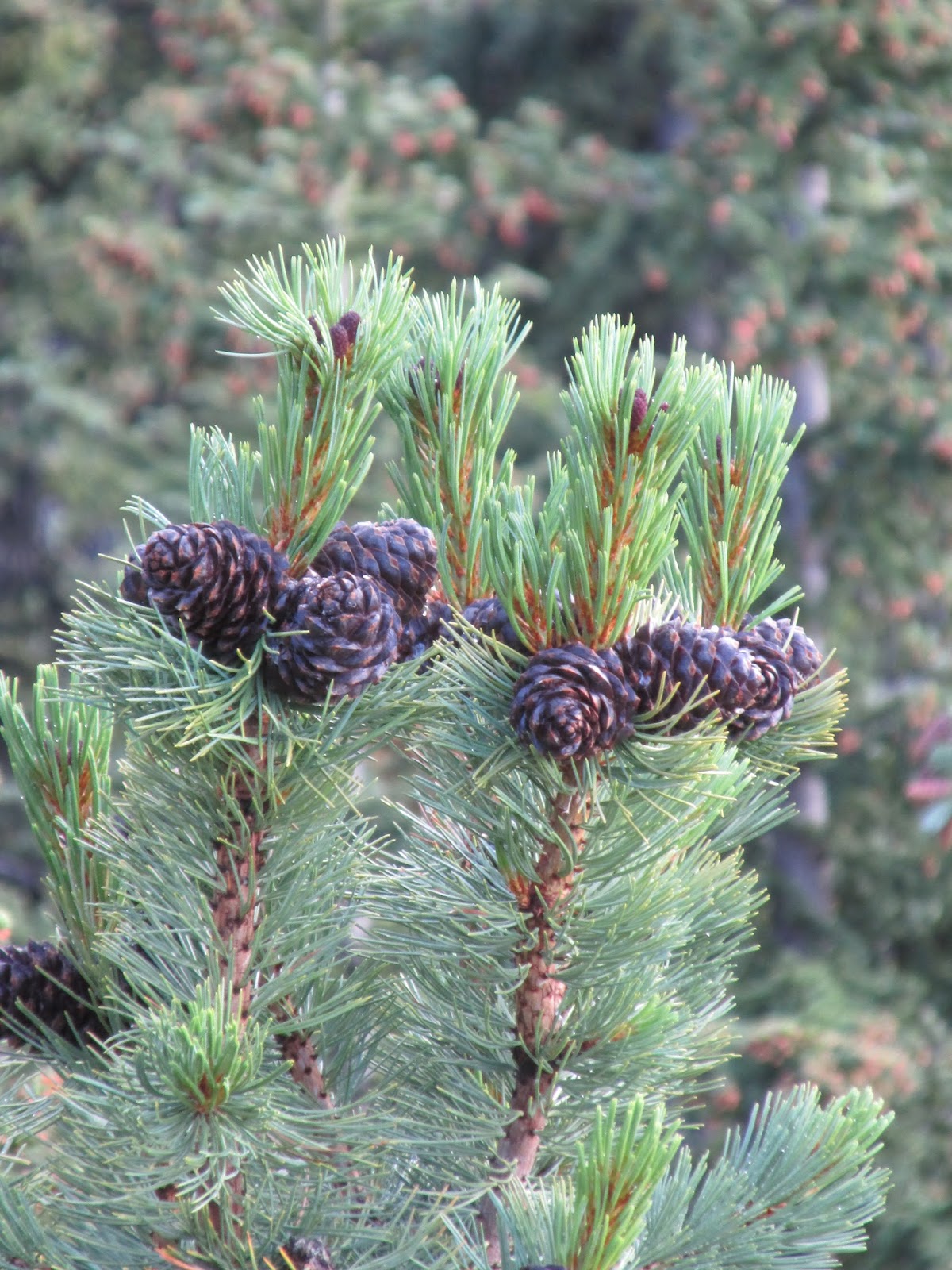 Pinus albicaulis шишки