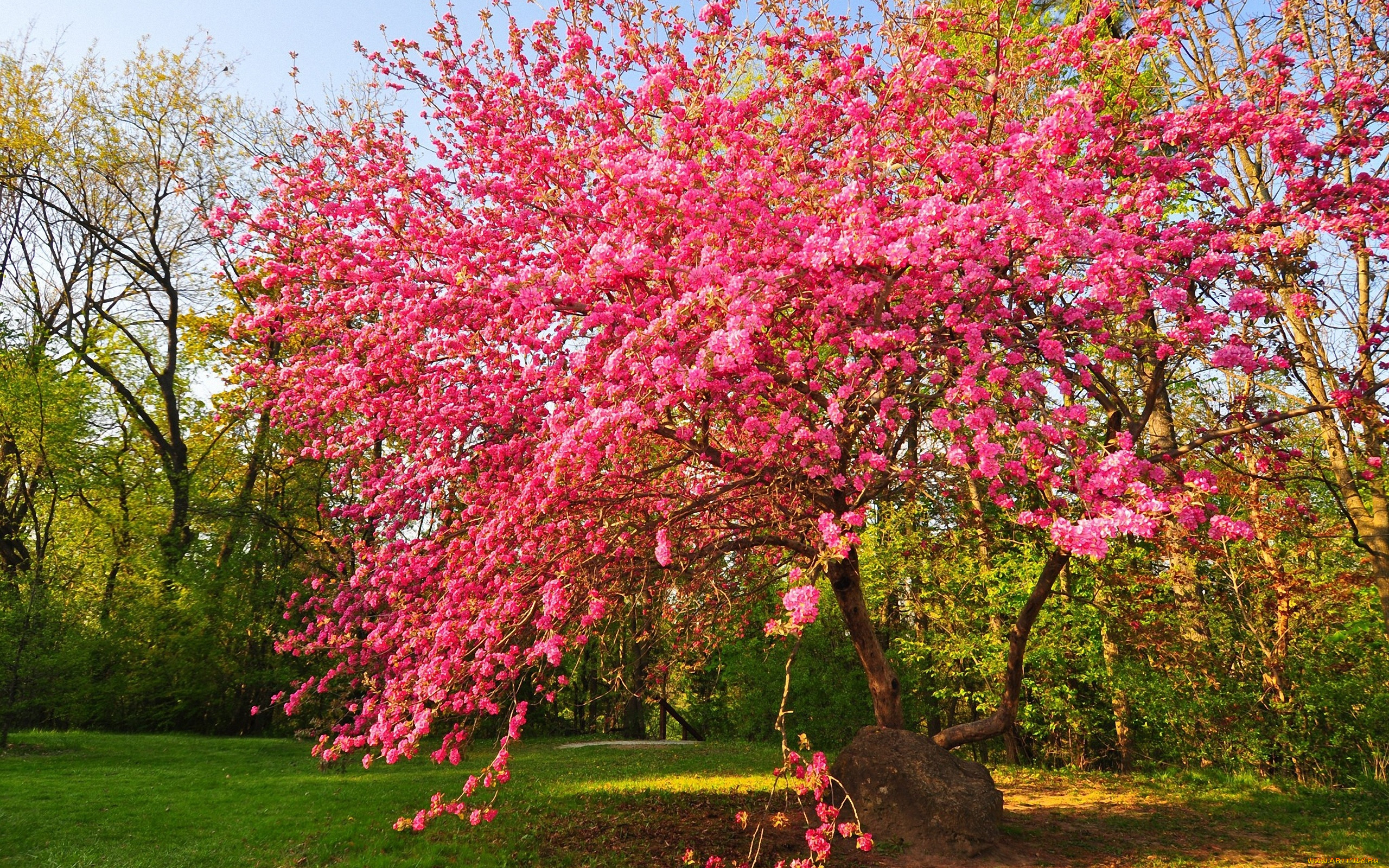Bri blossom. Акация Сакура. Кустарник красивоцветущий Сакура. Весеннее дерево. Деревья весной.