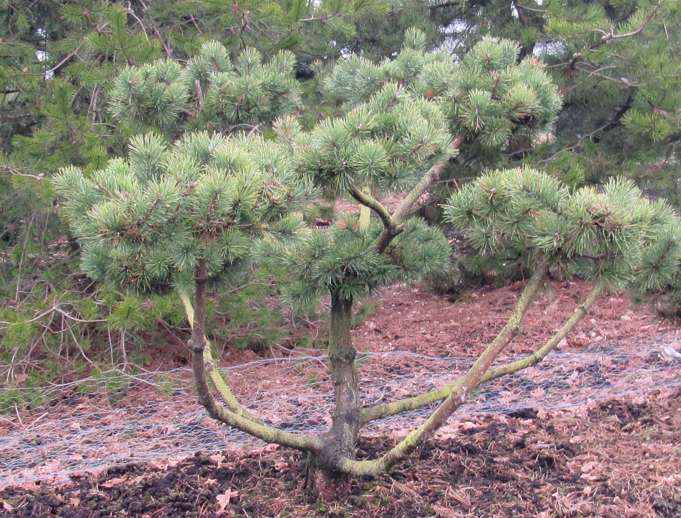 Pinus nigra Richard